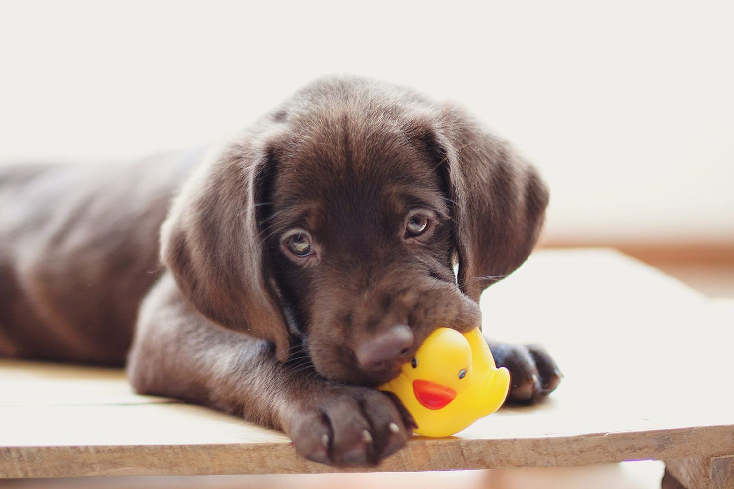 Why Do Dogs Like Squeaky Toys?