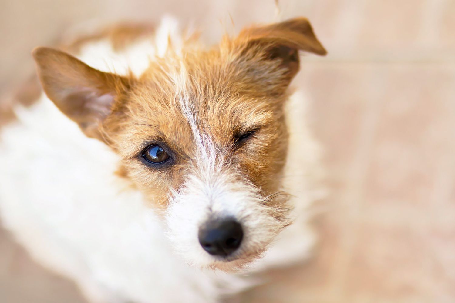 Did Your Dog Just Wink at You? Here’s What It Might Mean