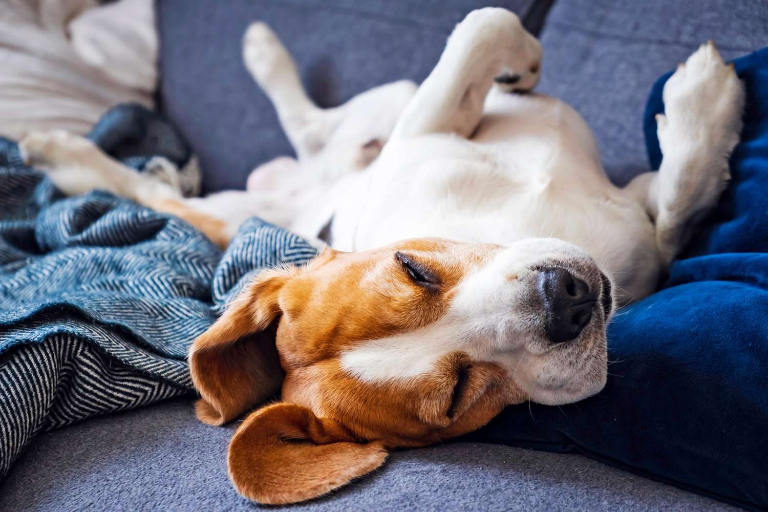 Here’s Why Dogs Sleep on Their Backs