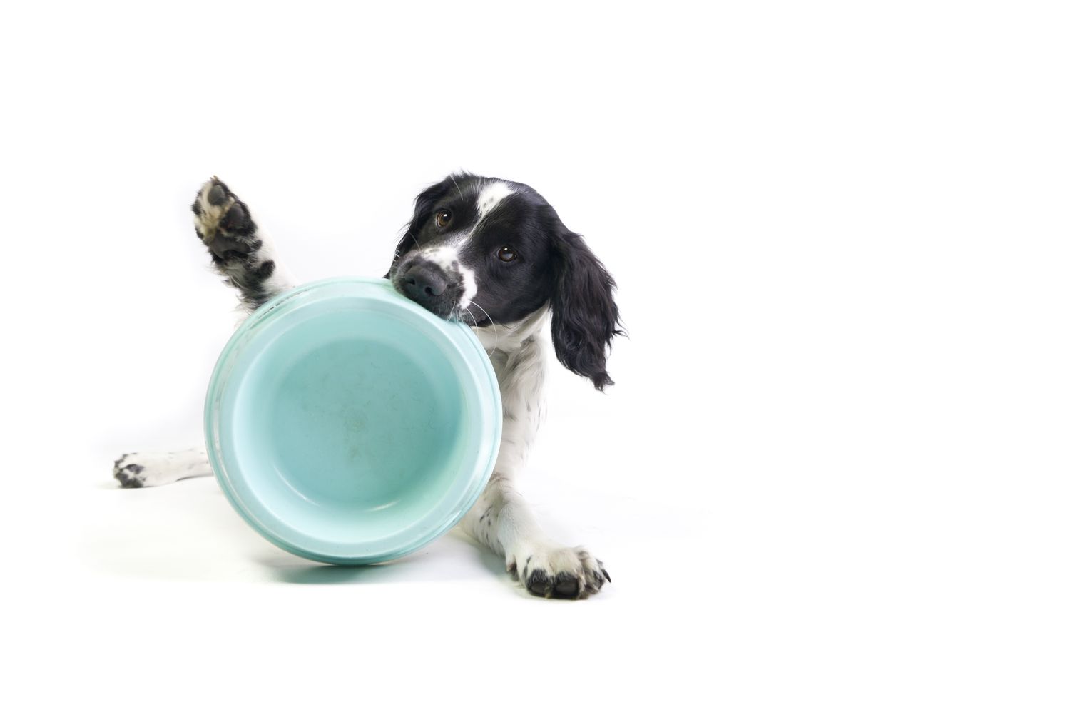 The 5 Best Puppy Foods of 2023