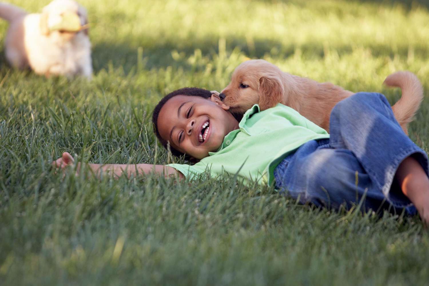 A New Study Suggests Puppies Are Born to Connect With Us