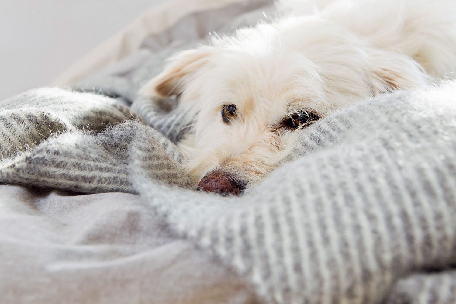 Is Your Dog’s Nesting Nutty or Normal?