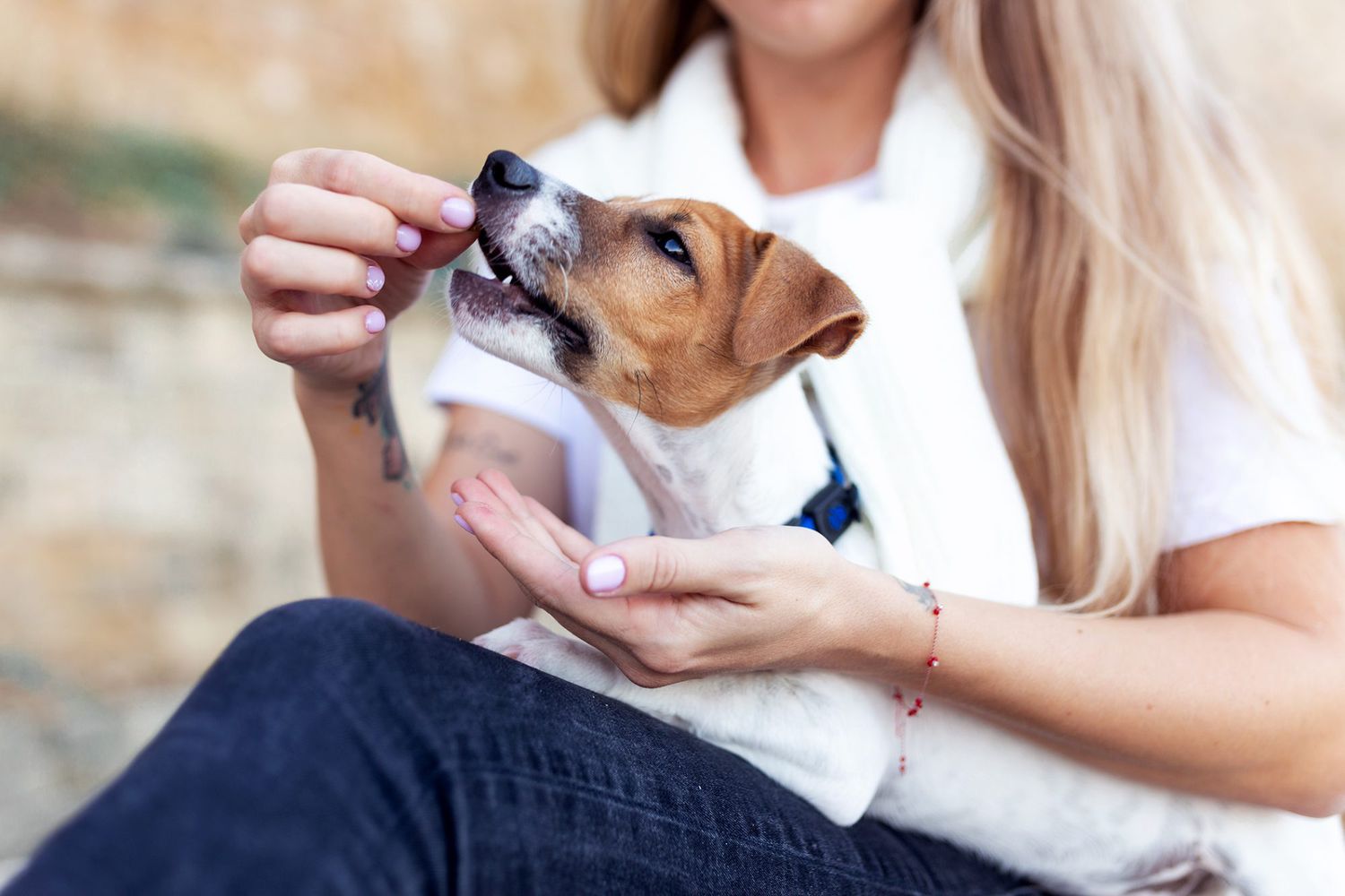 Ever Wonder Why Your Dog Wants to Be Hand Fed? Here Are Some Reasons