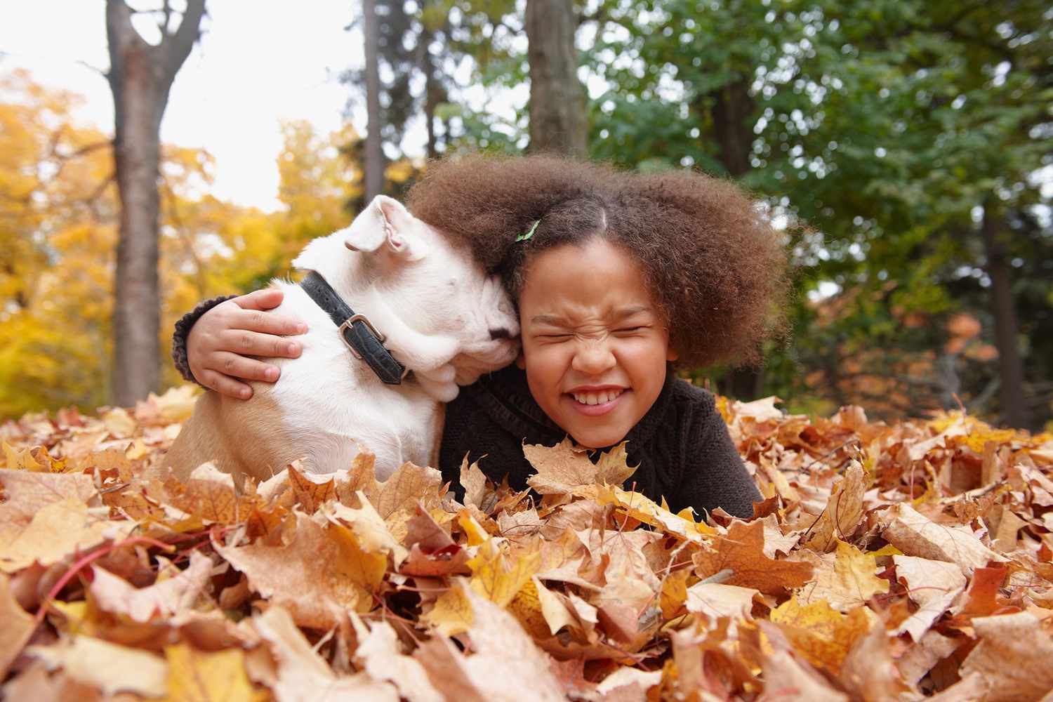 Why Is My Dog Eating Leaves?