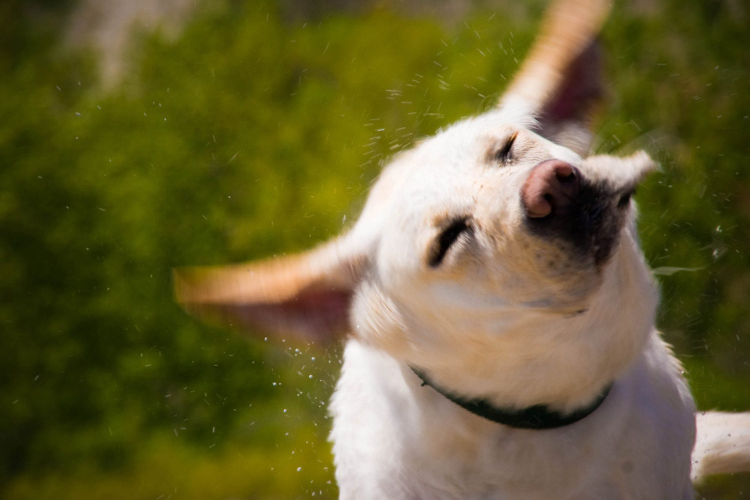 Why Do Dogs Shake Their Heads?