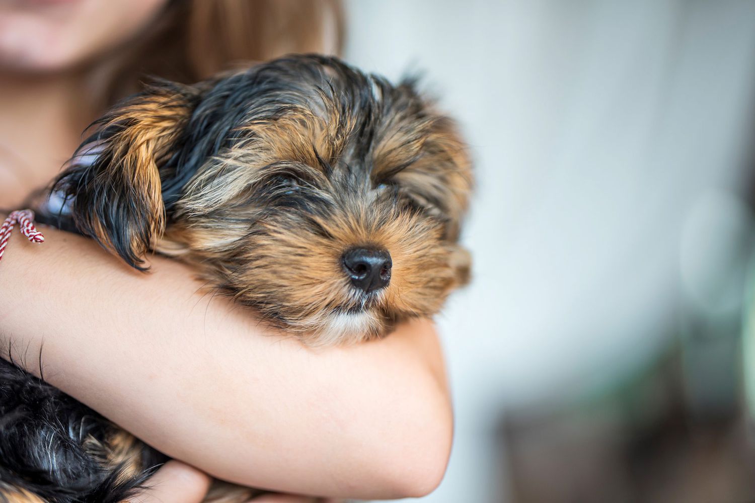 Everything You’ll Need When Bringing Home a New Puppy