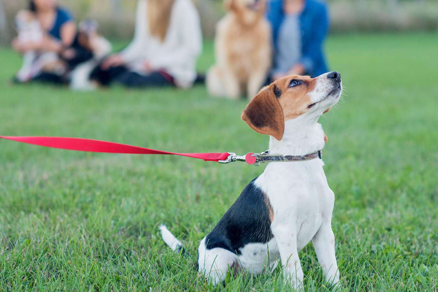 10 Things Every First-Time Pet Parent Should Know Before They Start Puppy Kindergarten