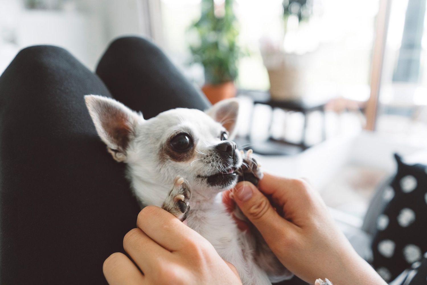 Have Teacup Dogs Caught Your Eye? Here’s What a Veterinarian Wants You to Know About Them