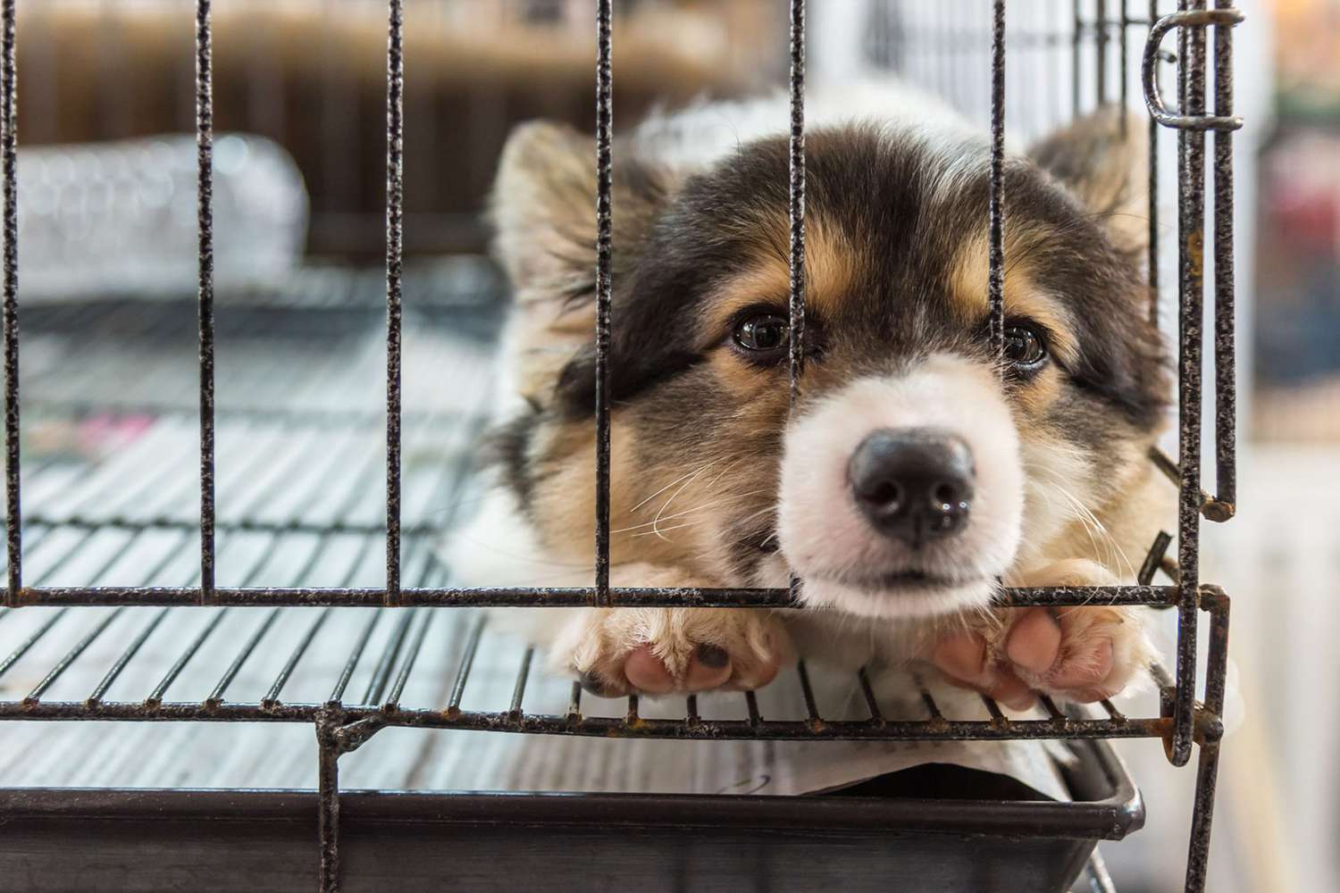 Puppy Mills: The Reality of Pet Shops and Fake Breeders