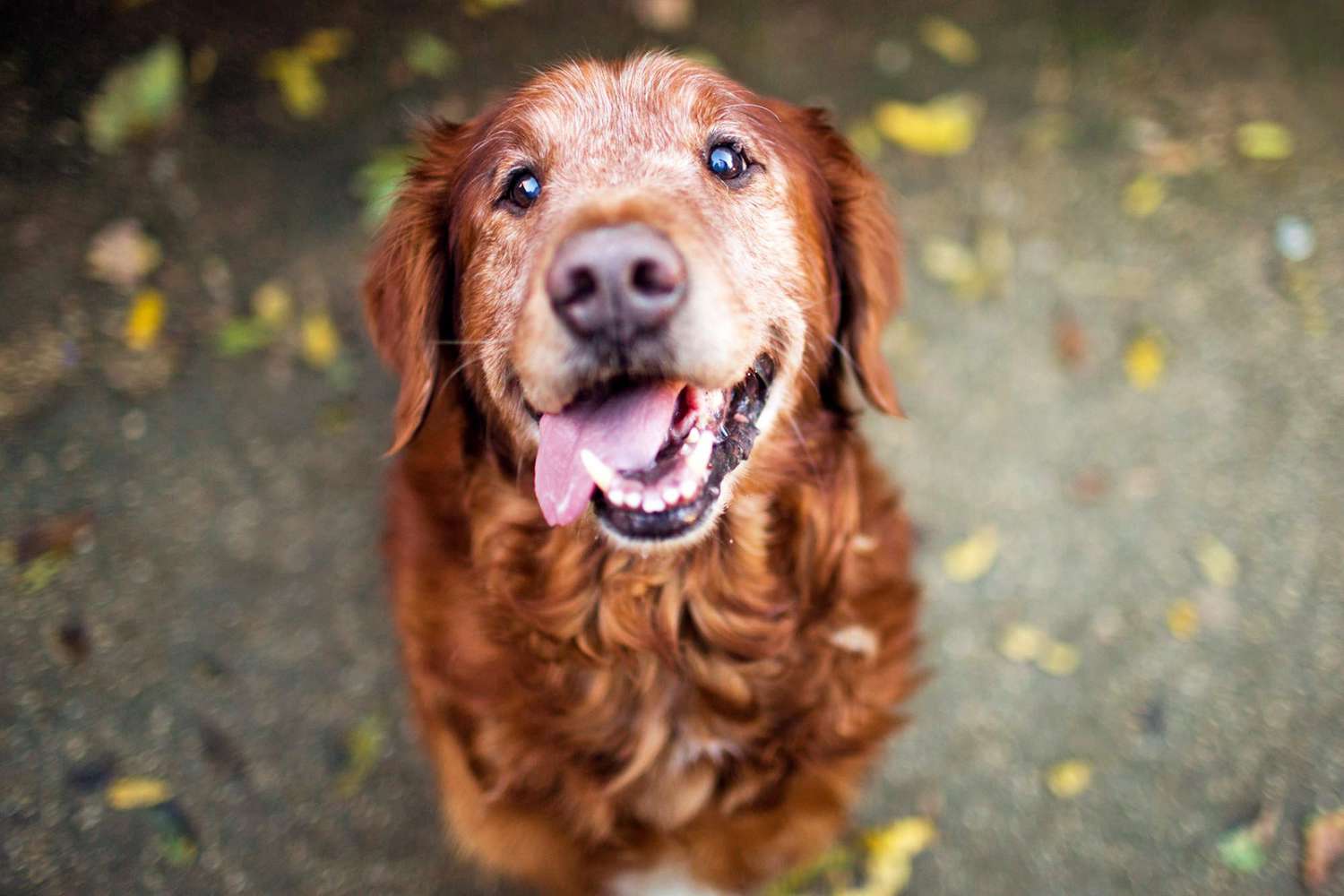 Adopting a Senior Dog: Why Older Dogs Are Awesome