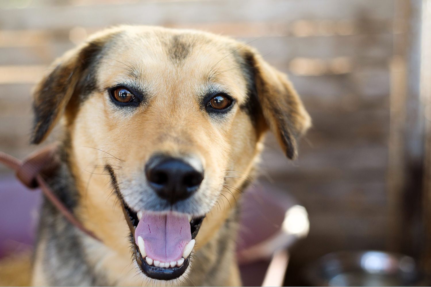 8 Reasons We Love Animal Shelters & Rescues