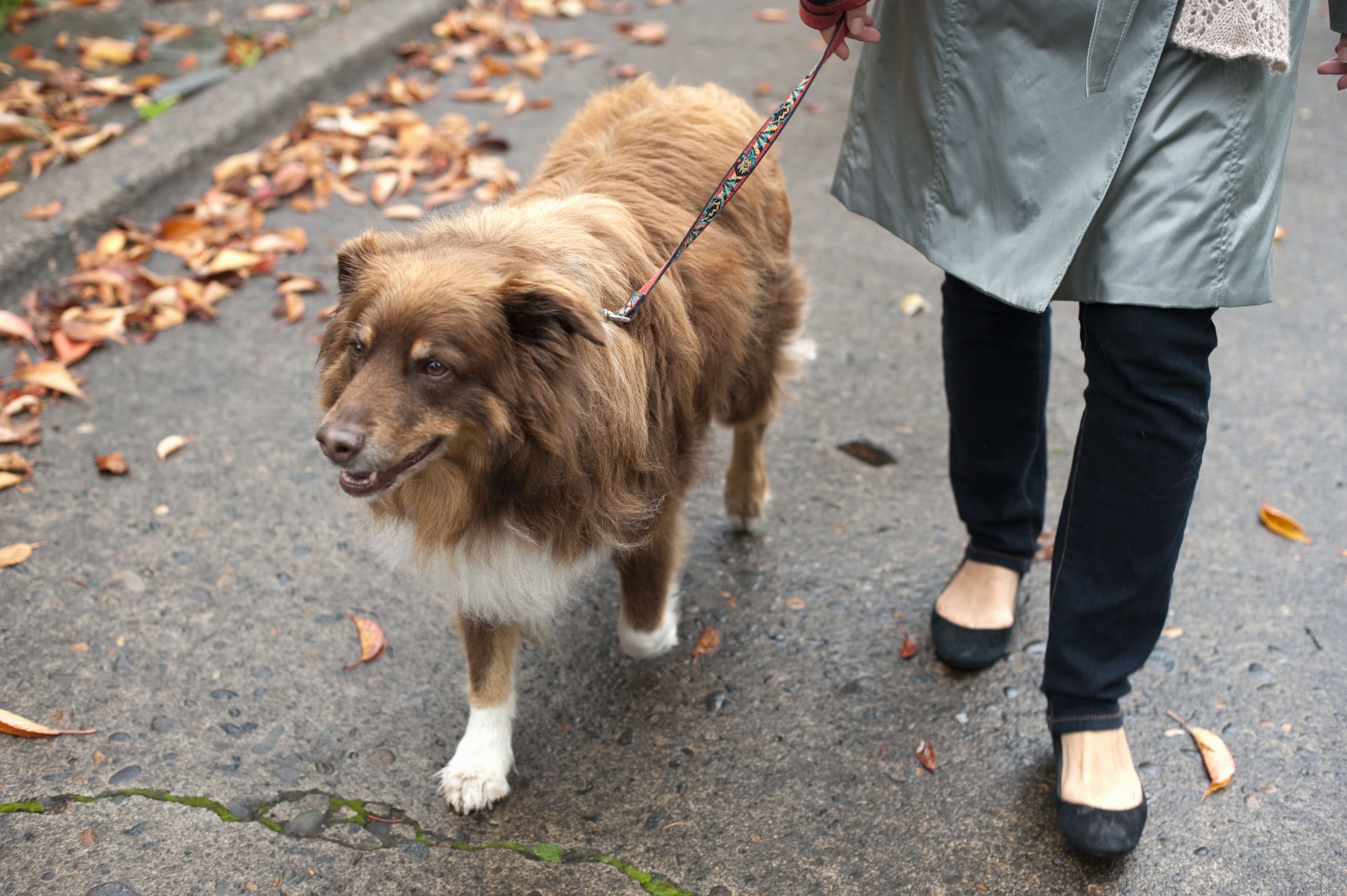 Fun and Easy Ways to Exercise With Your Dog