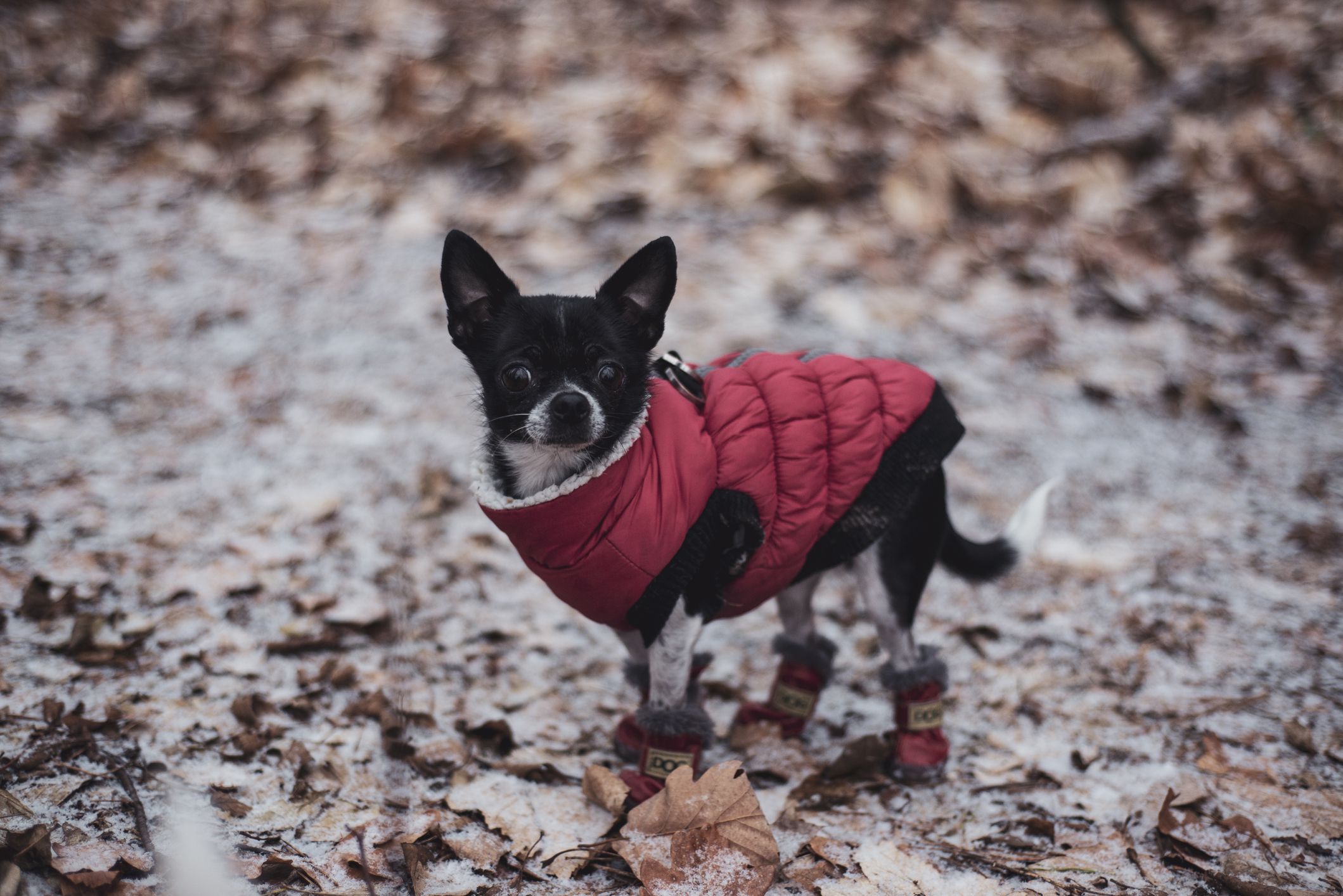 How to Keep Your Dog Warm, Happy, and Active All Winter Long