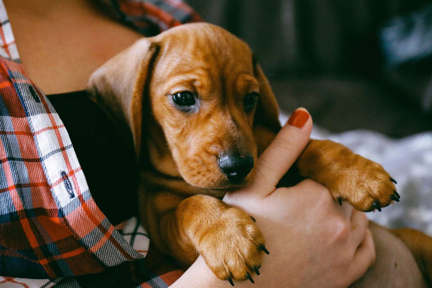 These Tips for First-Time Dog Owners Help You Get the Pup of Your Dreams