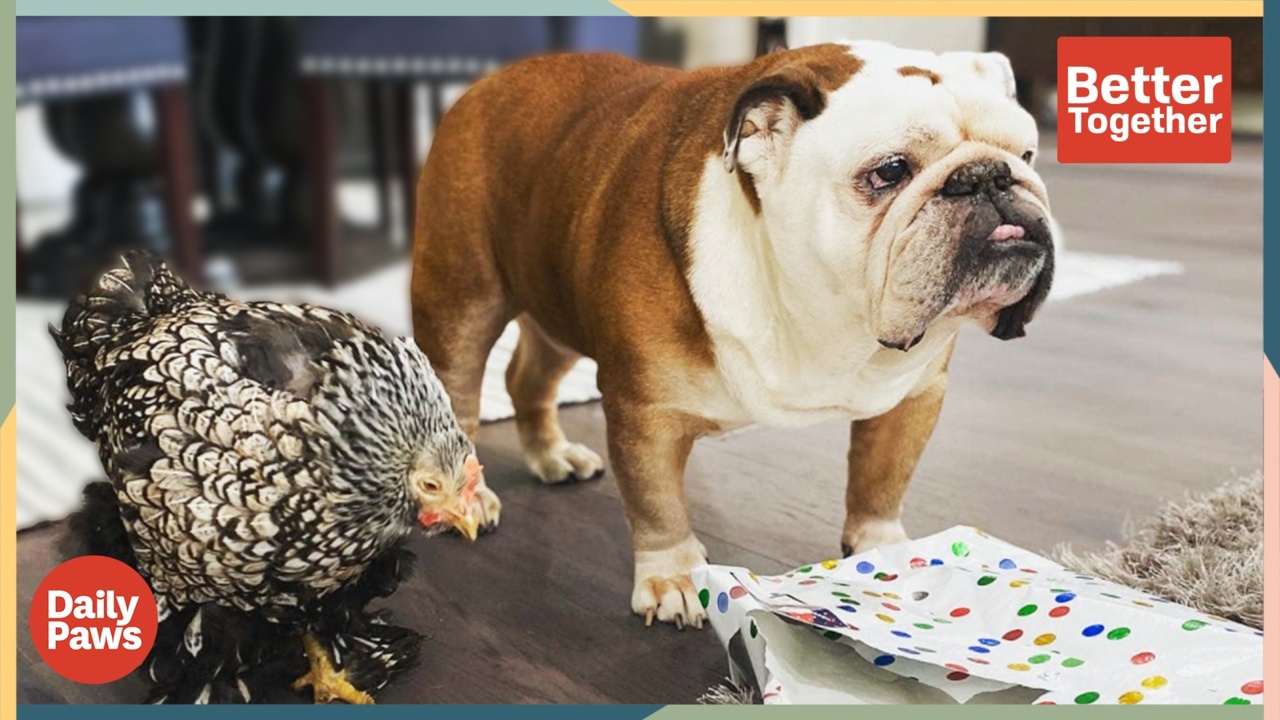 The Heartwarming Friendship Between Gus the Bulldog and Lucky the Chicken Is Pure Magic