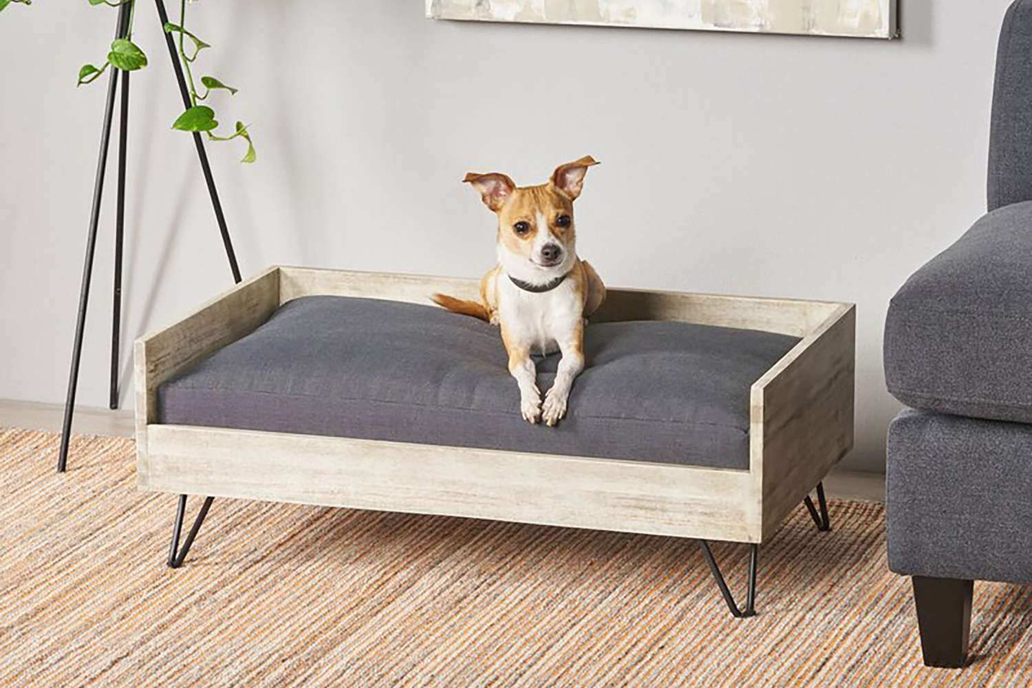 Modern Dog Furniture Worthy of Any Home