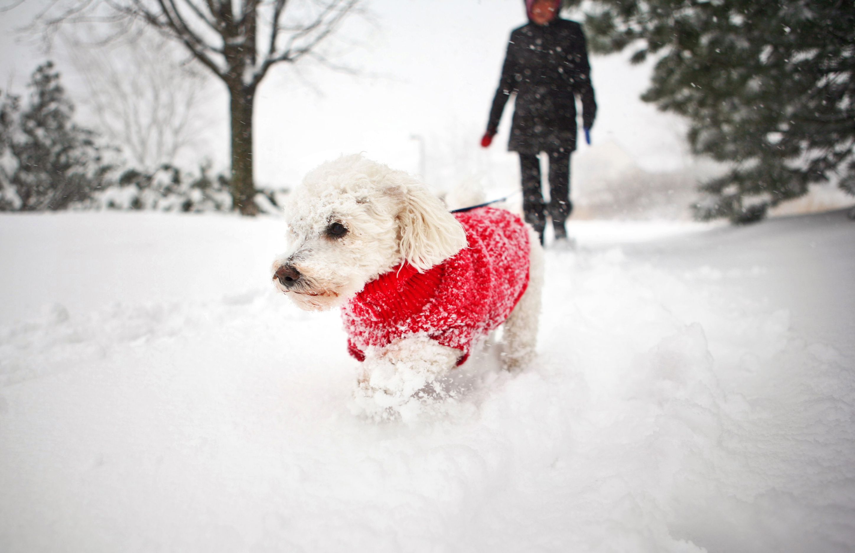 Use These Tips to Keep Your Dog Safe and Warm in Winter