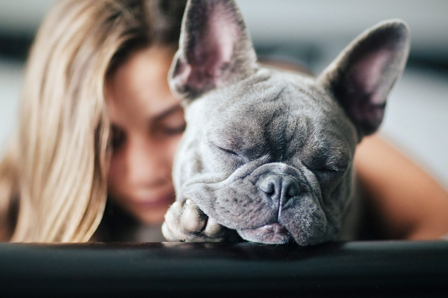 12 Best Dog Breeds for Every Type of Household