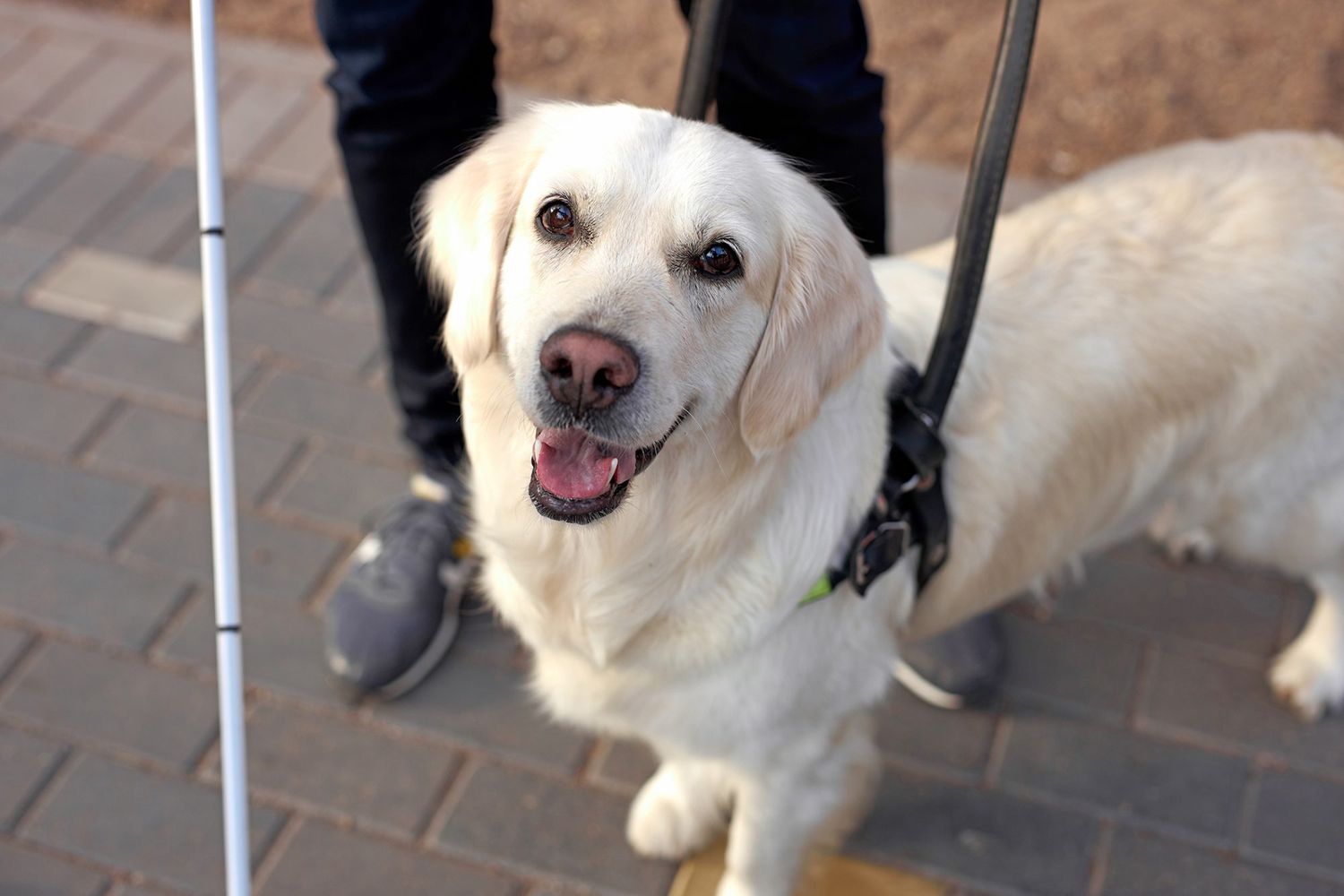 Here’s Why It’s Not OK to Pet Service Dogs (and What You Should Do Instead)