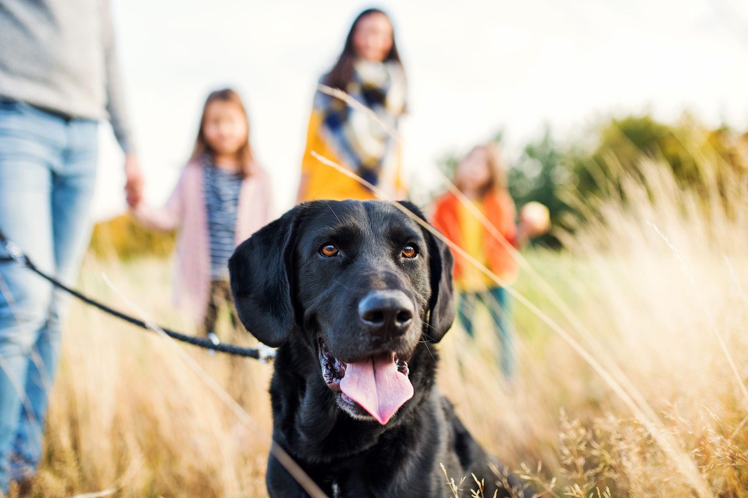 Looking for the Best Family Dogs? Here Are 14 of Our Favorites.