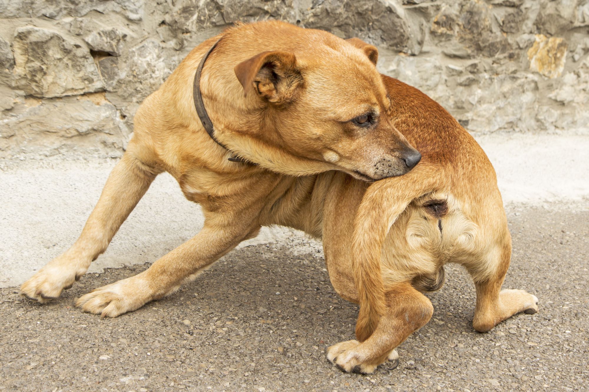 Tips for Soothing Itchy Dogs With Atopy and Dog Skin Allergies