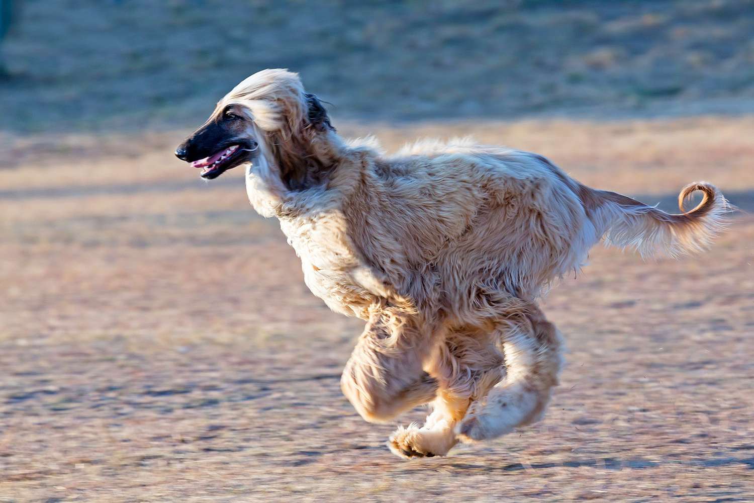 20 Dog Breeds That Don’t Shed (Much)