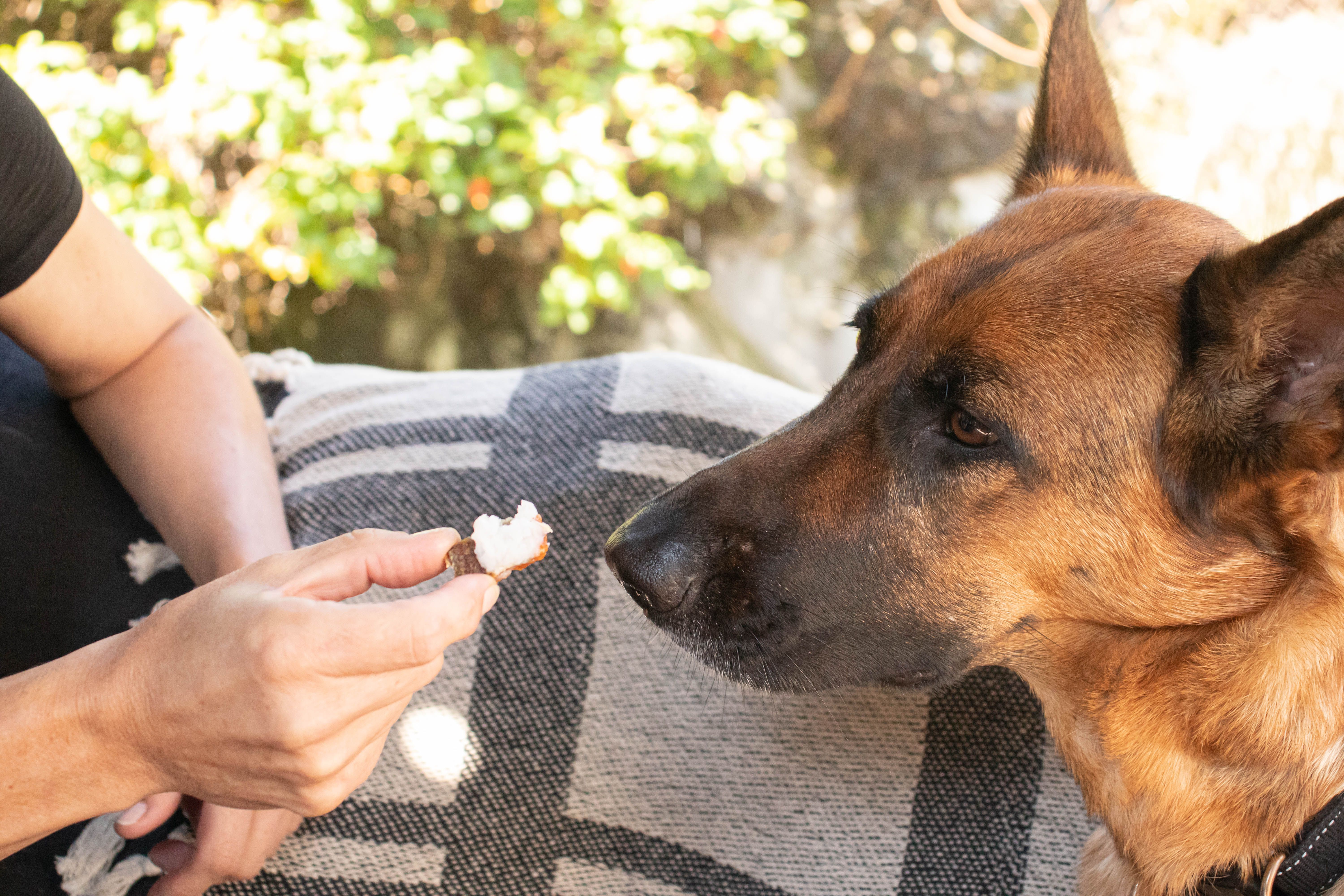 5 Uses of Coconut Oil for Dogs