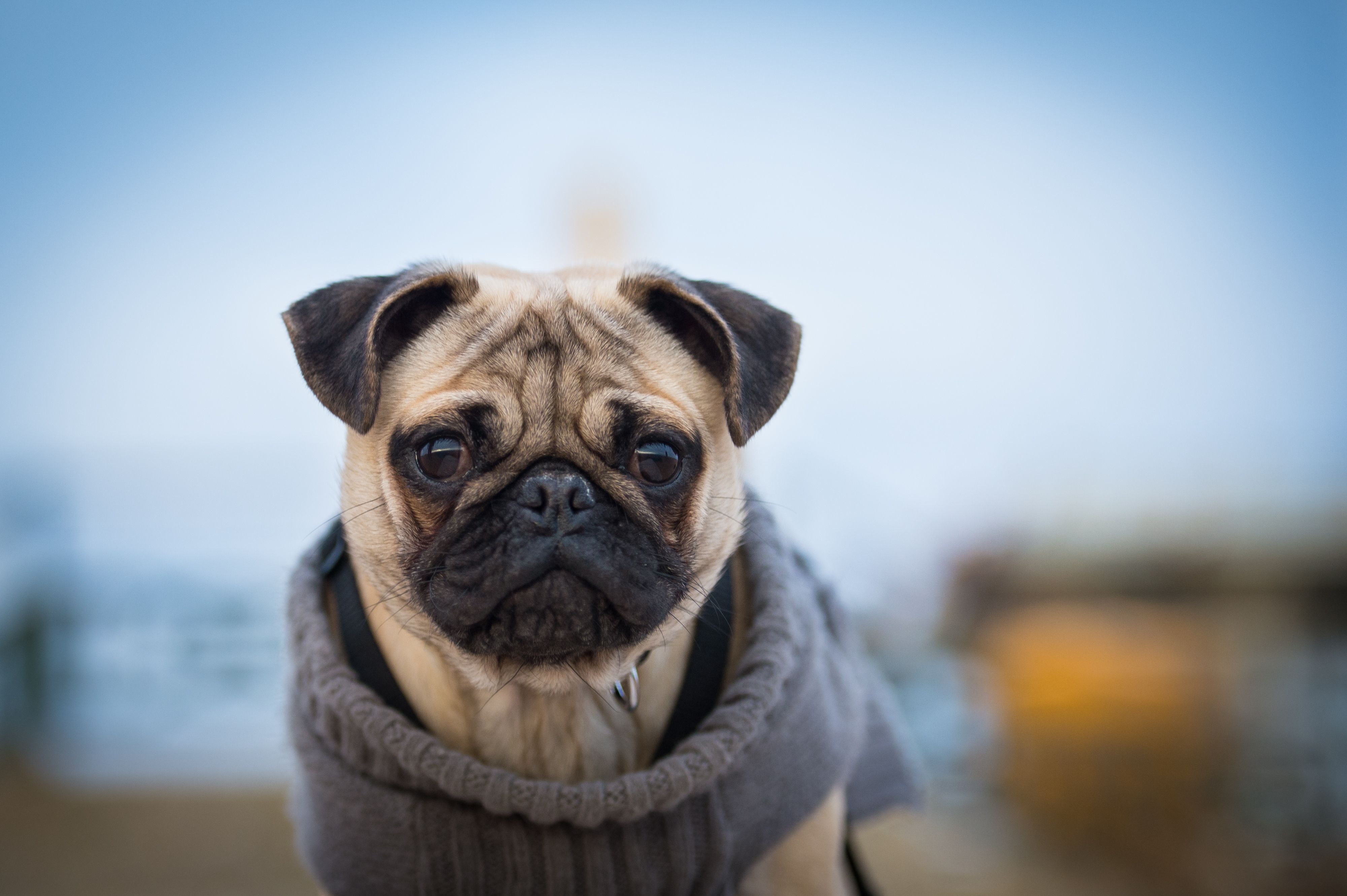 Should You Put a Sweater on Your Dog in Cold Weather?