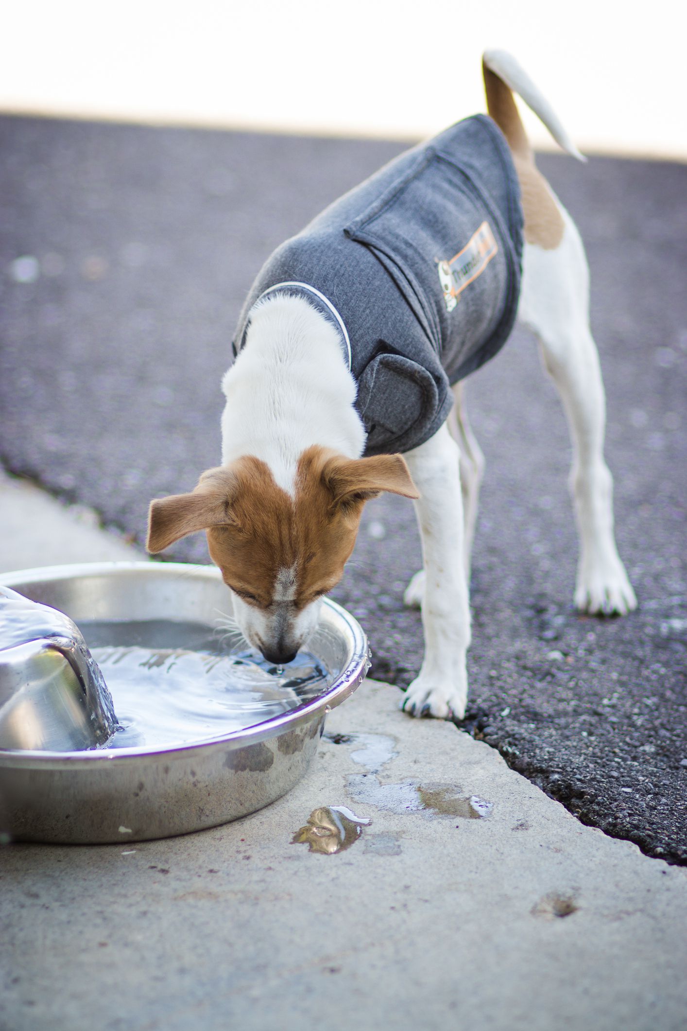 How to Keep Your Dog Healthy and Safe at Your City’s Dog Park