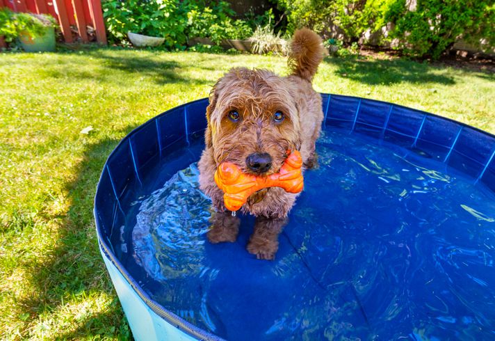 7 Dog Summer Safety Tips