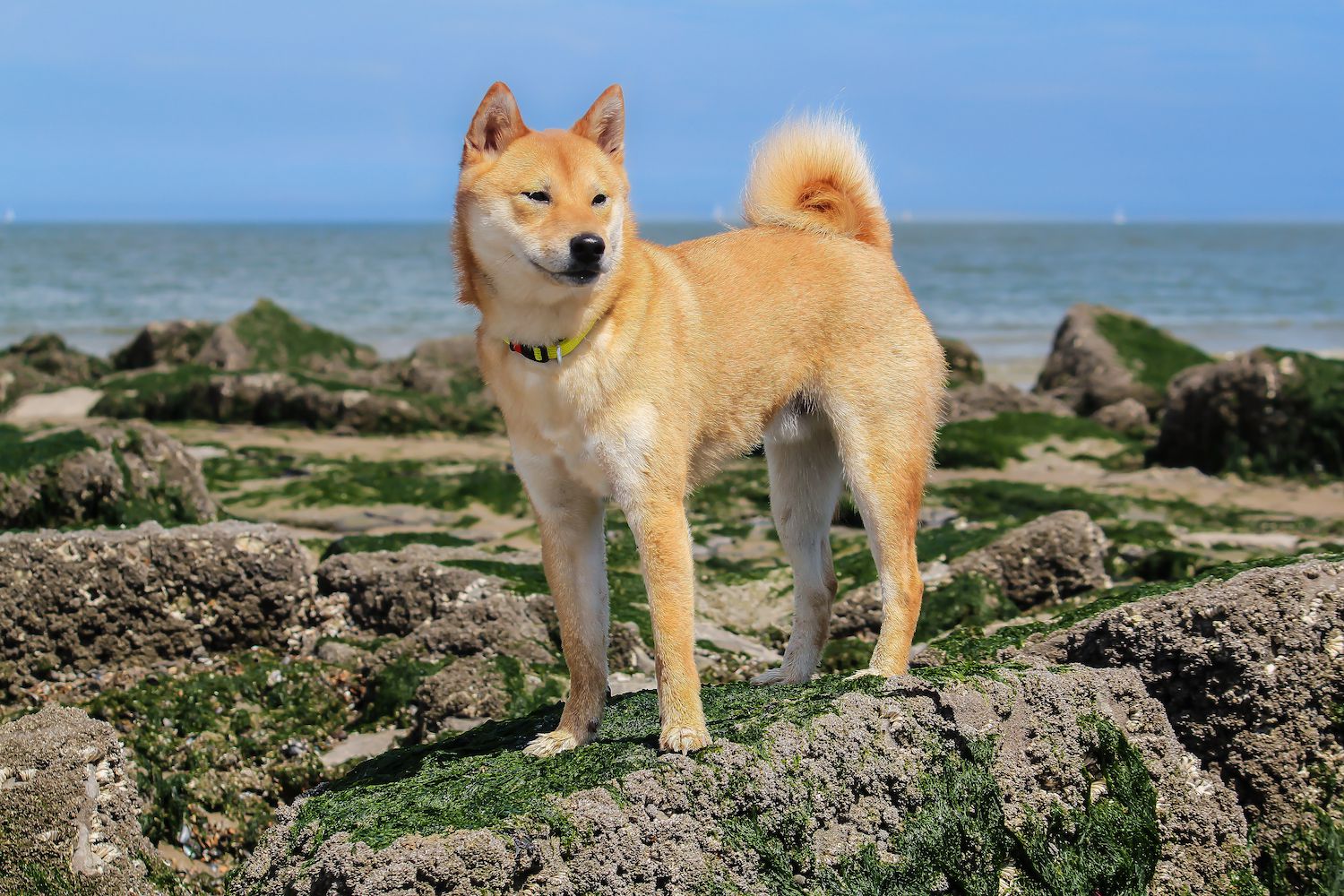 11 Japanese Dog Breeds