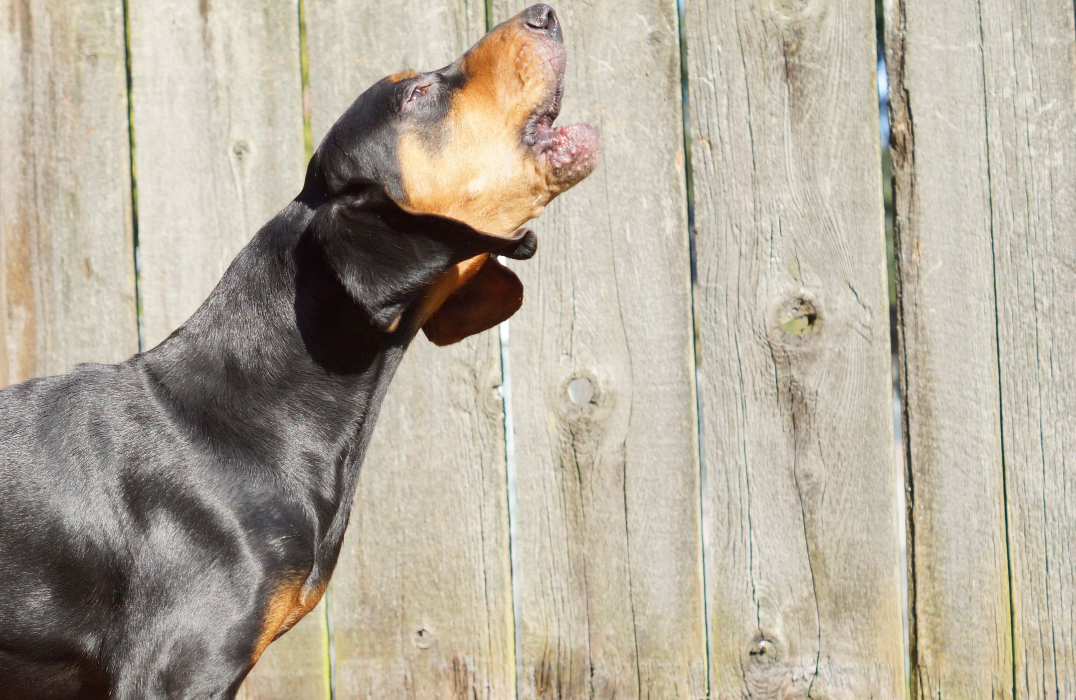 14 Best Black-and-Tan Dog Breeds