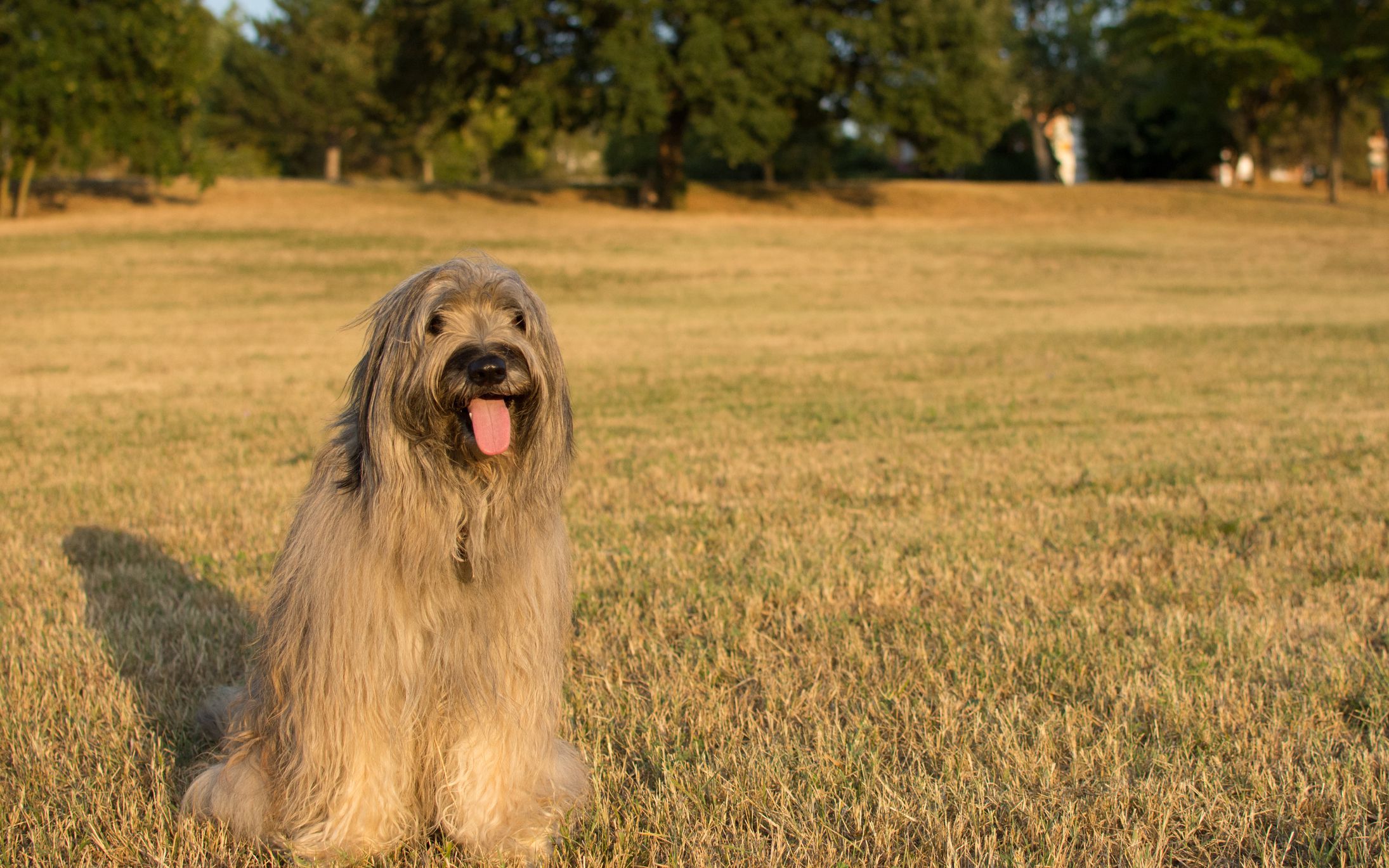 13 Top Dog Breeds From Spain