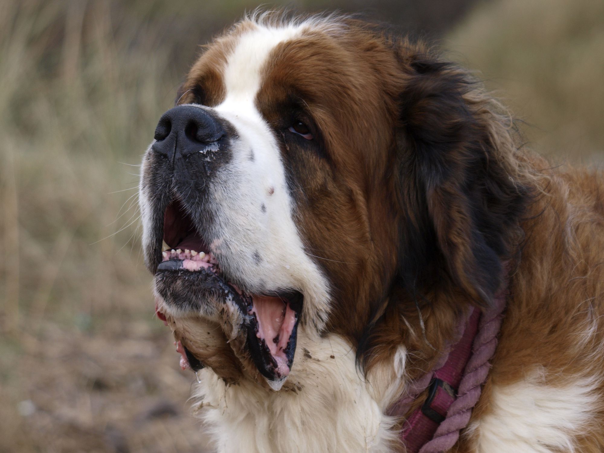 10 Dog Breeds That Drool the Most