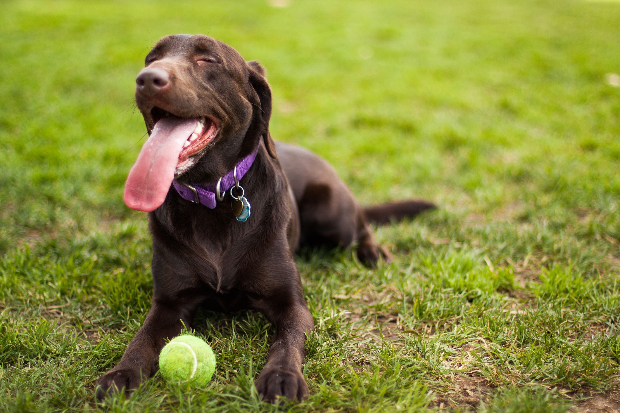 15 Popular Brown Dog Breeds