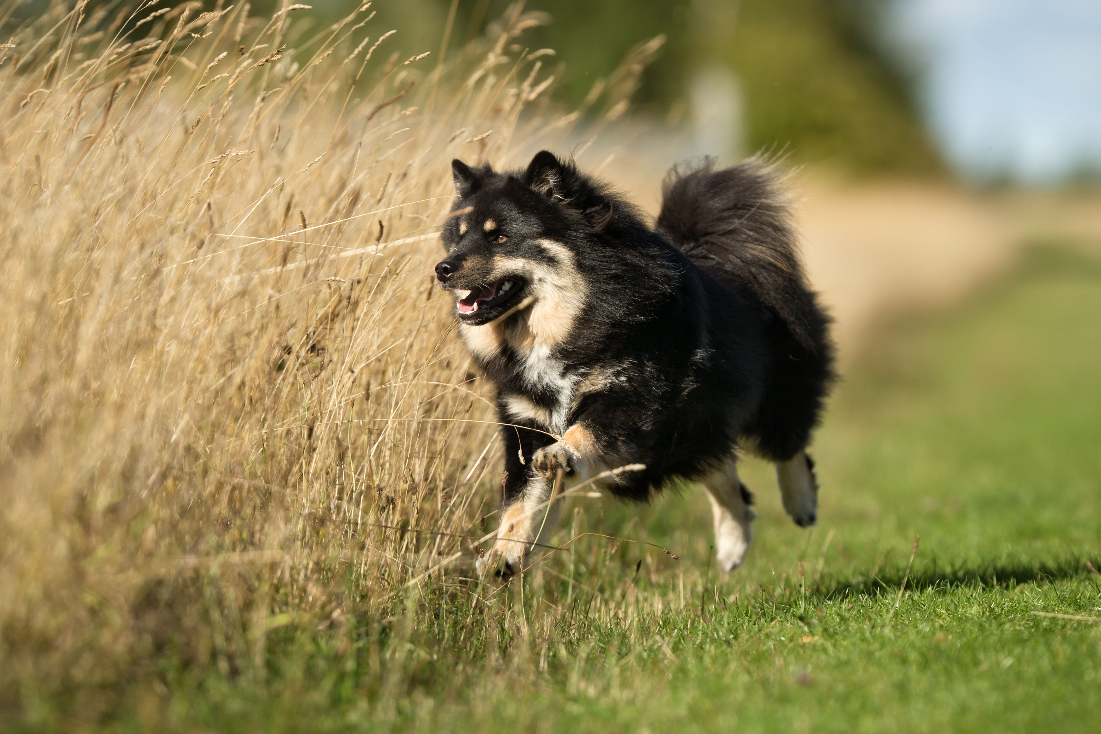 10 Scandinavian Dog Breeds