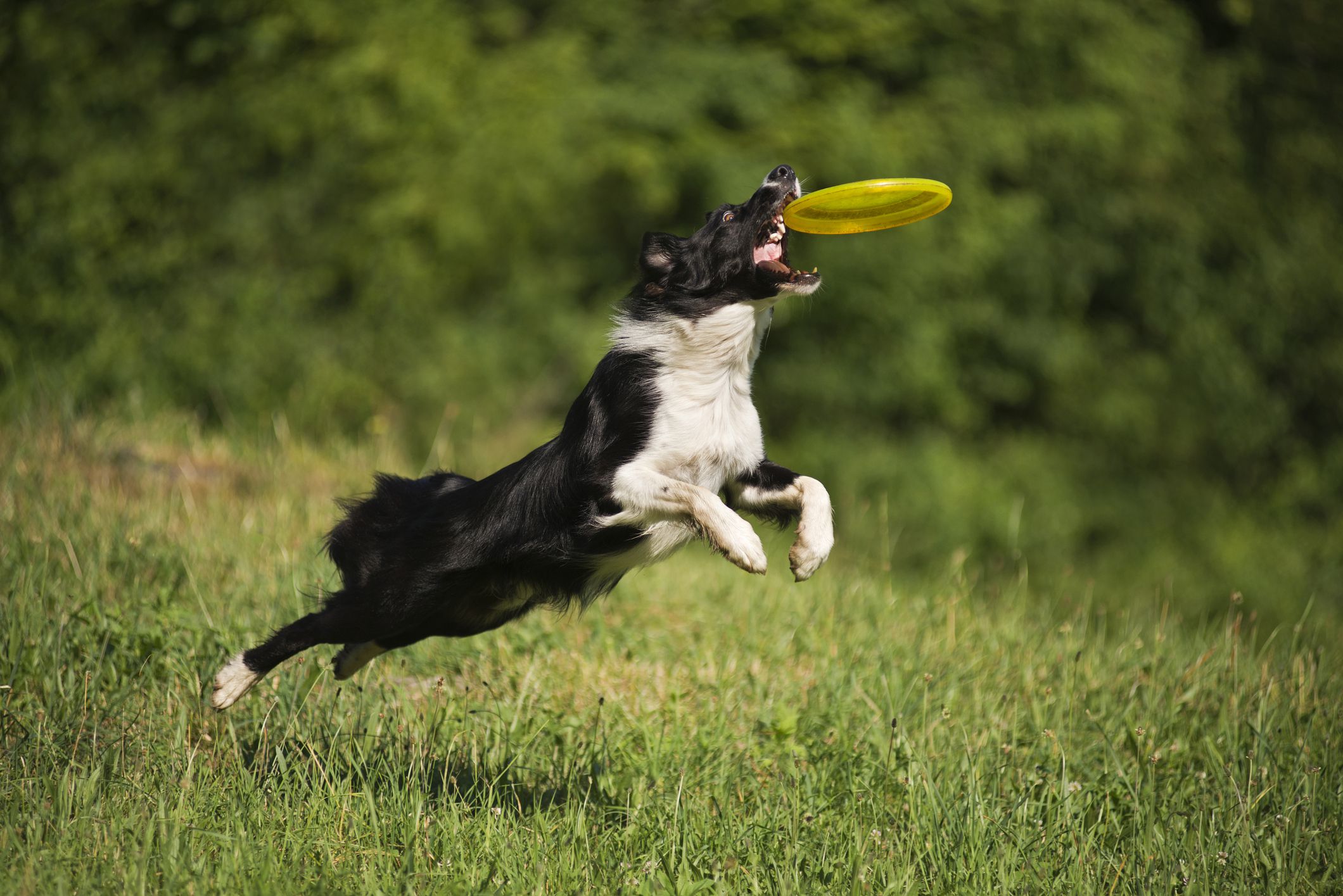 10 Best Energetic Dog Breeds for Active People