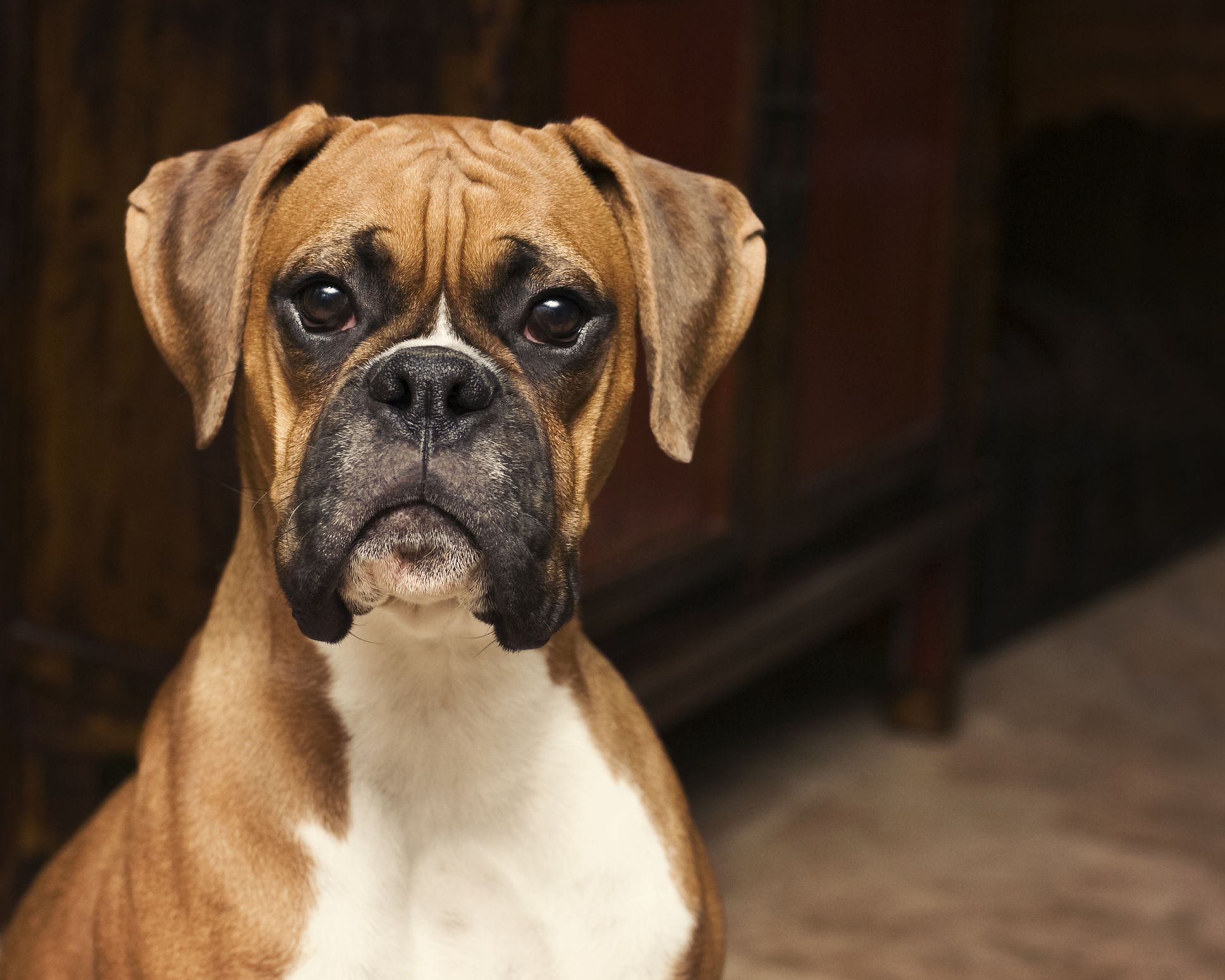 10 Best Dog Breeds From Germany