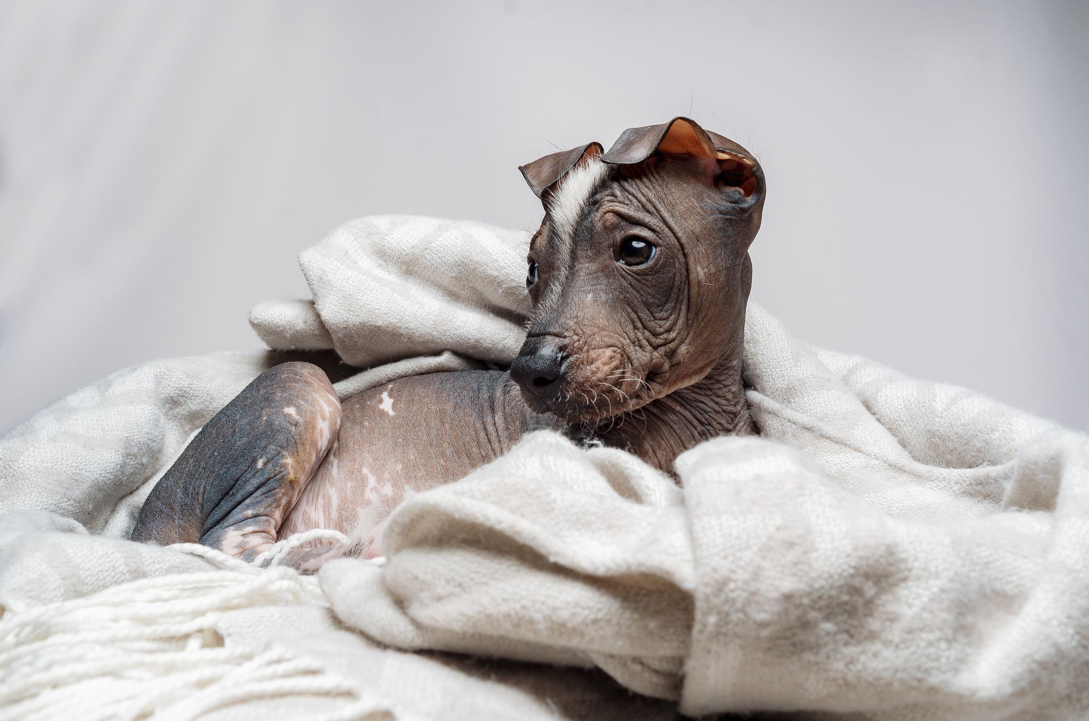 Meet the Hairless Peruvian Inca Orchid Dog