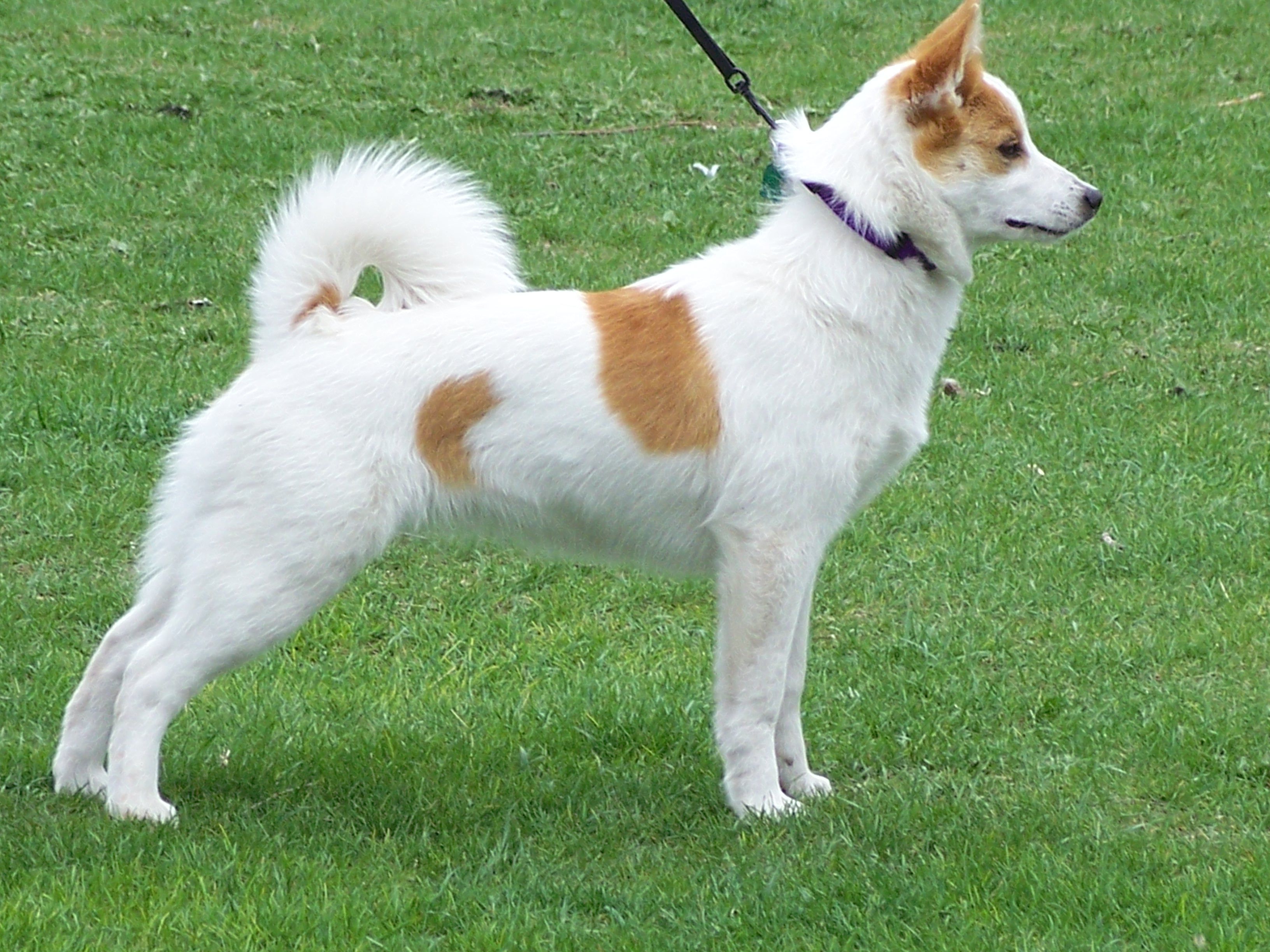 Learn About the Norrbottenspets (Nordic Spitz)