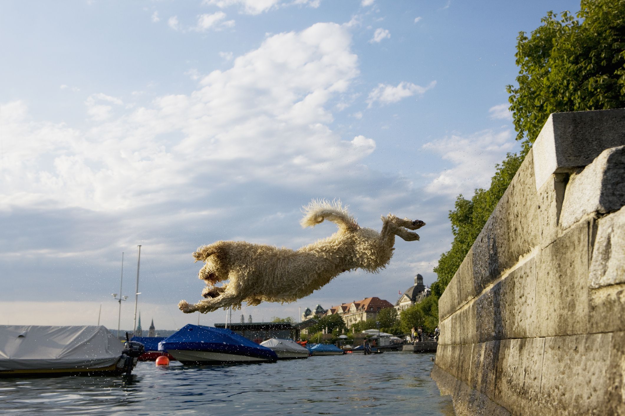 10 Best Dog Breeds for Swimming and Water Activities