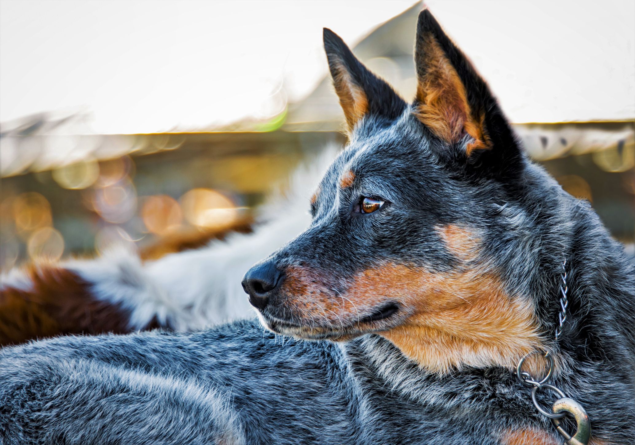 15 Bold and Beautiful Blue Dog Breeds