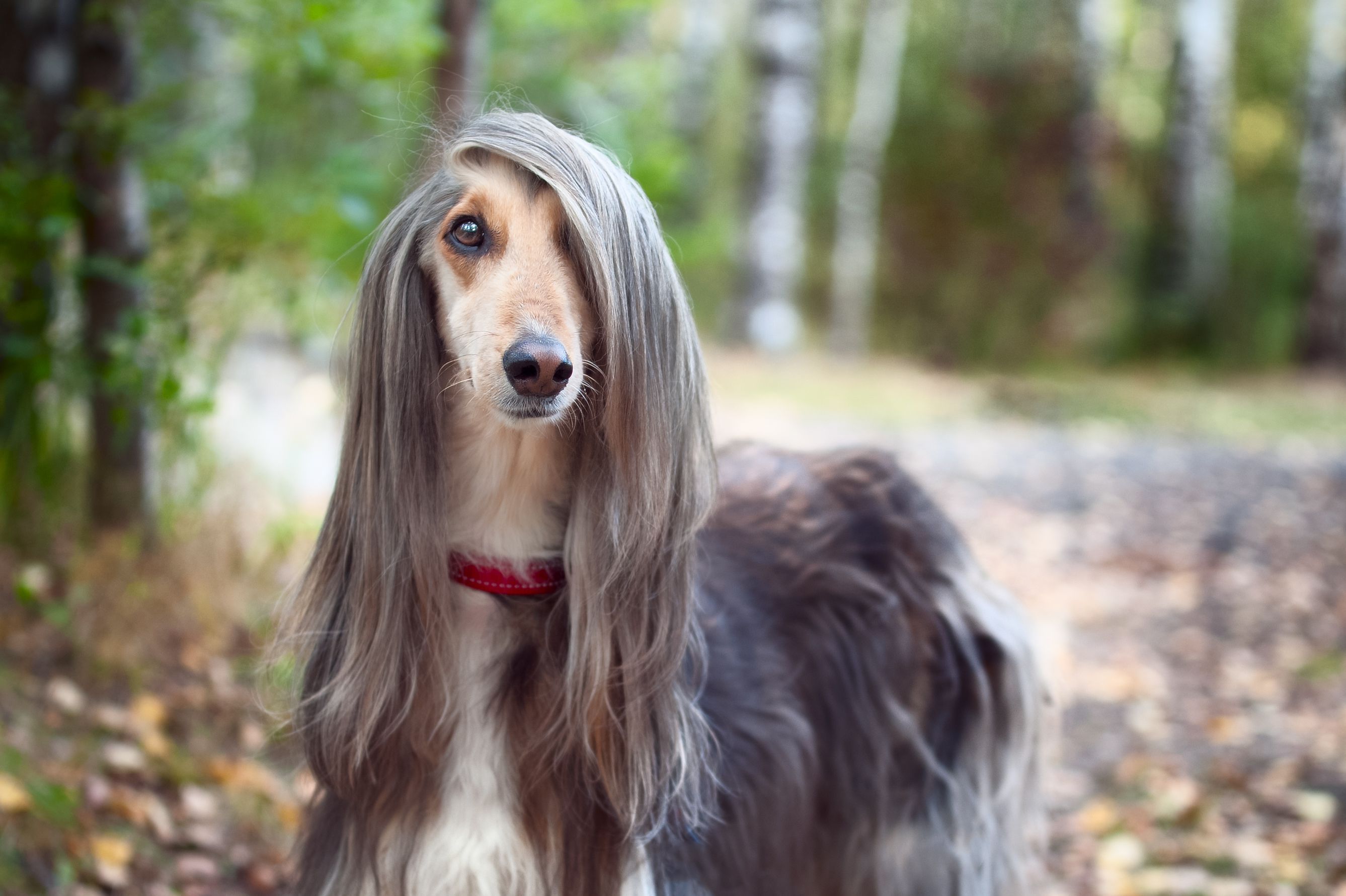 17 Long Hair Dog Breeds With Gorgeous Locks