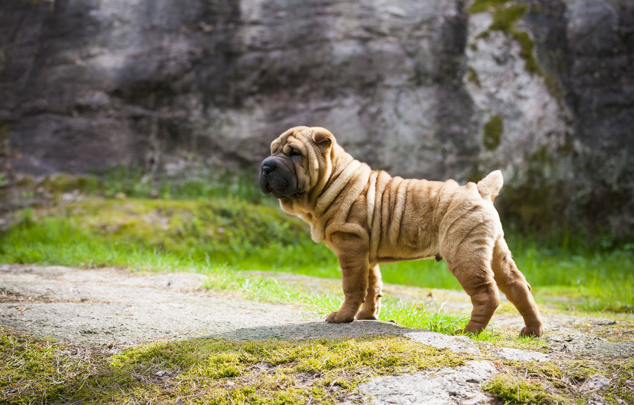 10 Adorable Dog Breeds With Wrinkles