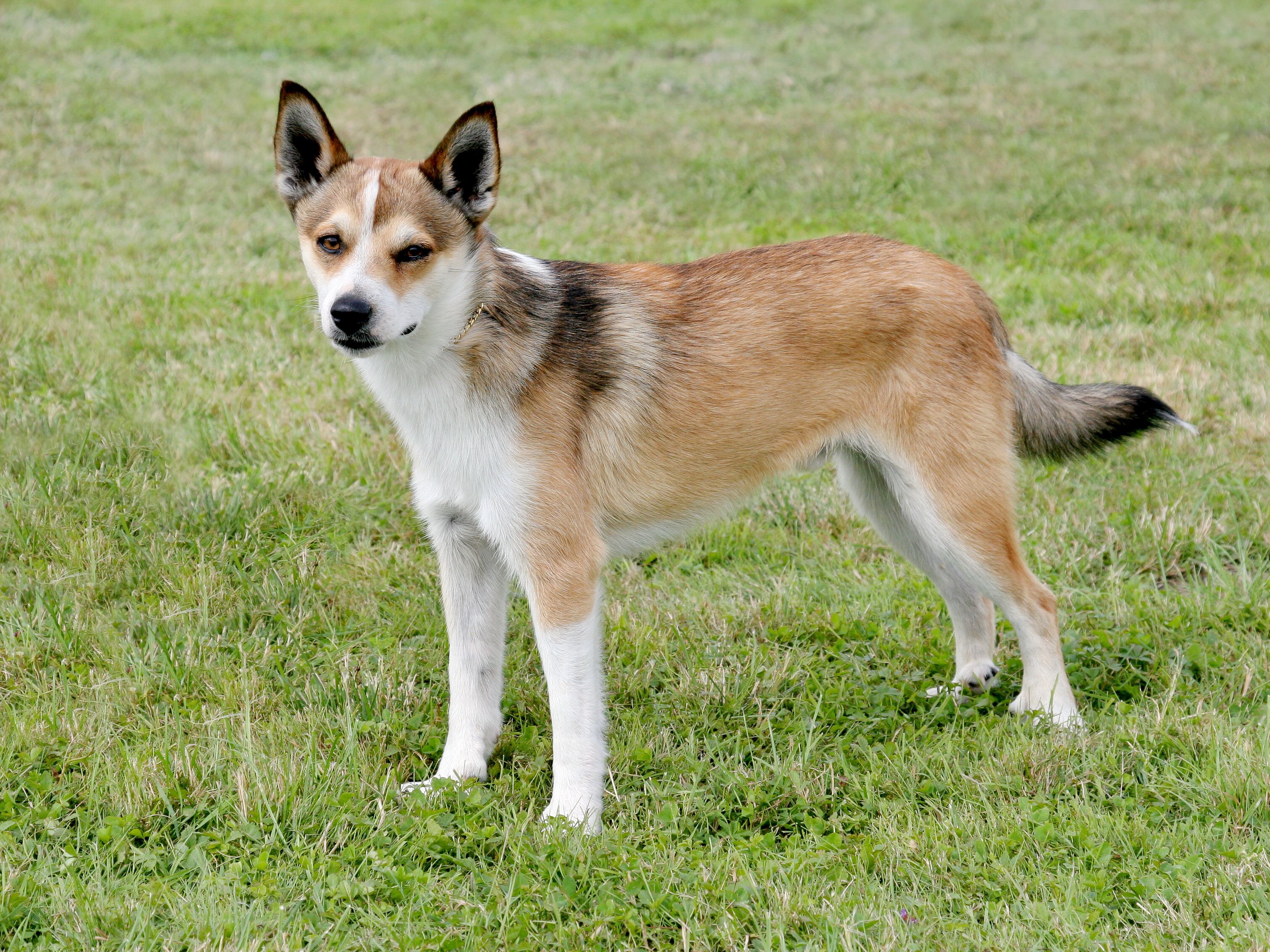 6 Norwegian Dog Breeds