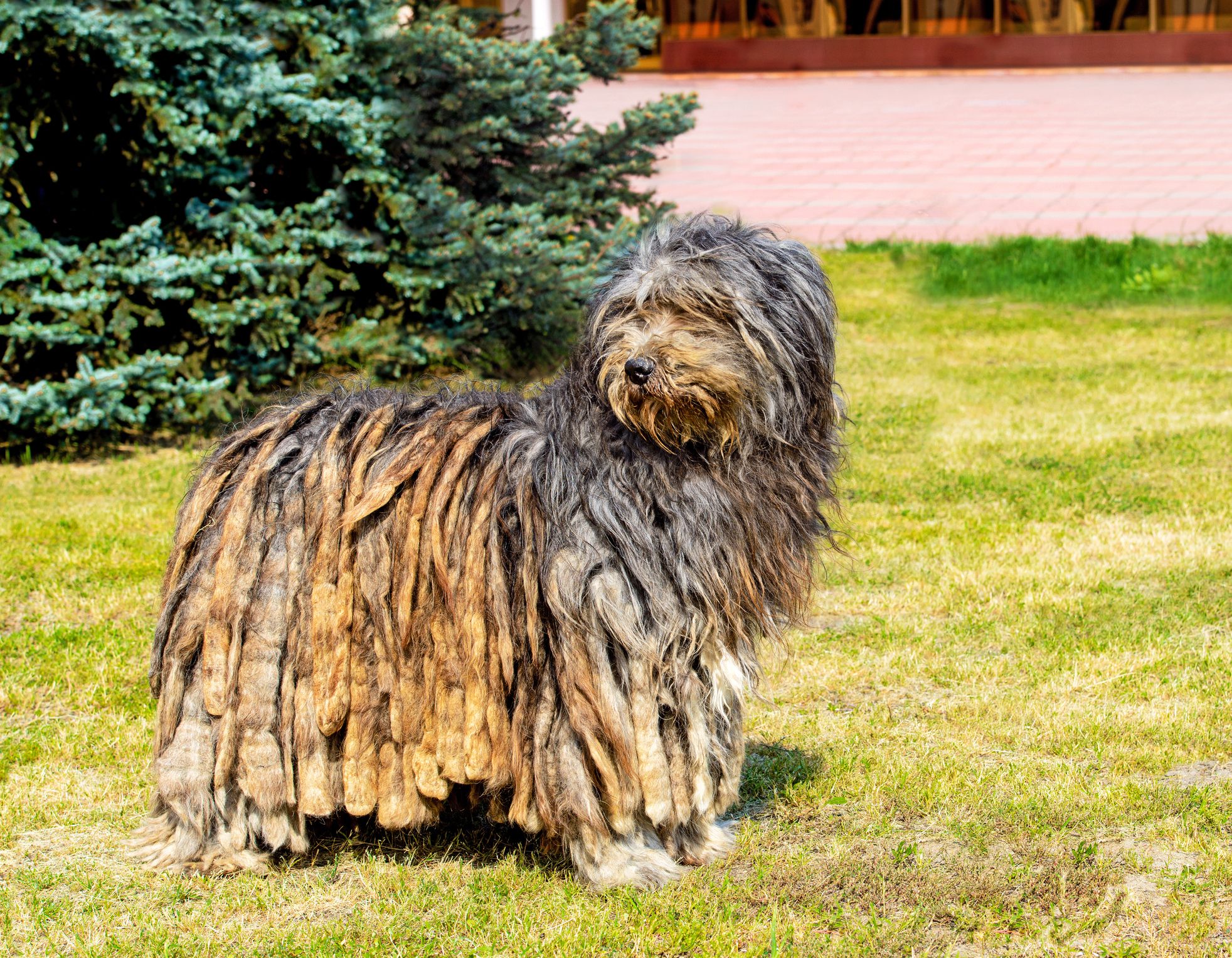 10 of the Best Italian Dog Breeds