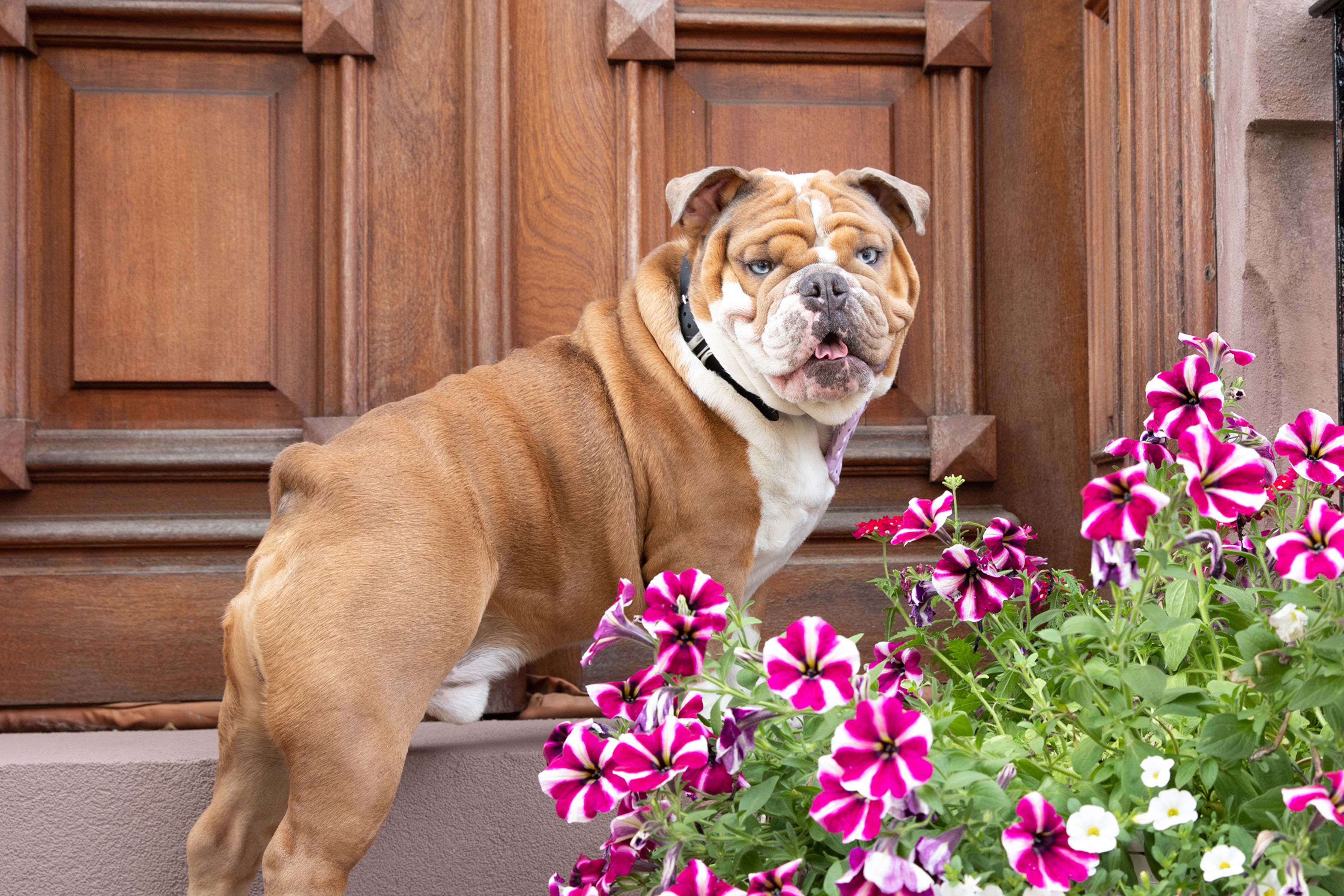 20 Popular English Dog Breeds