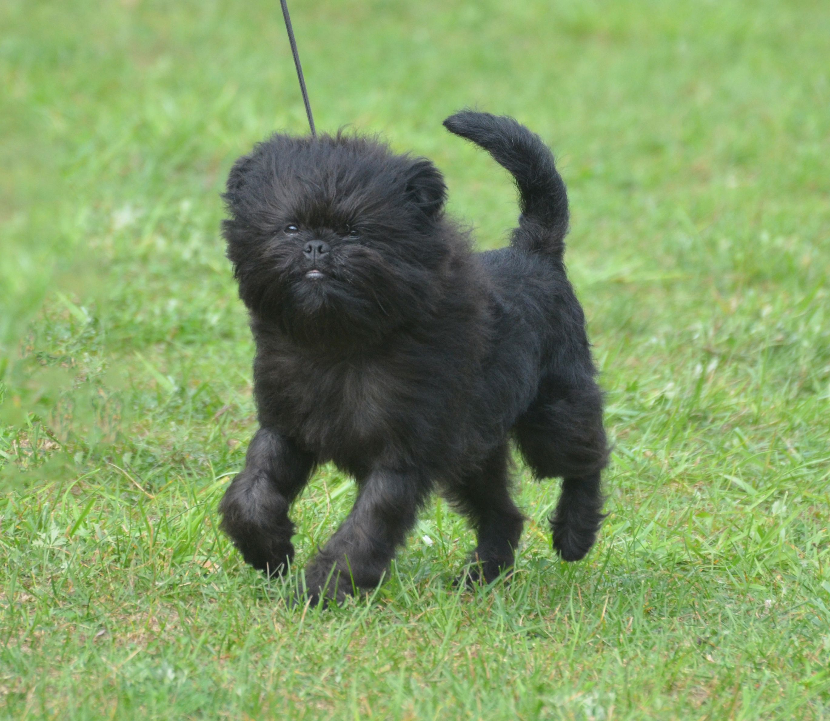 23 Popular Dog Breeds That Have Black Coats