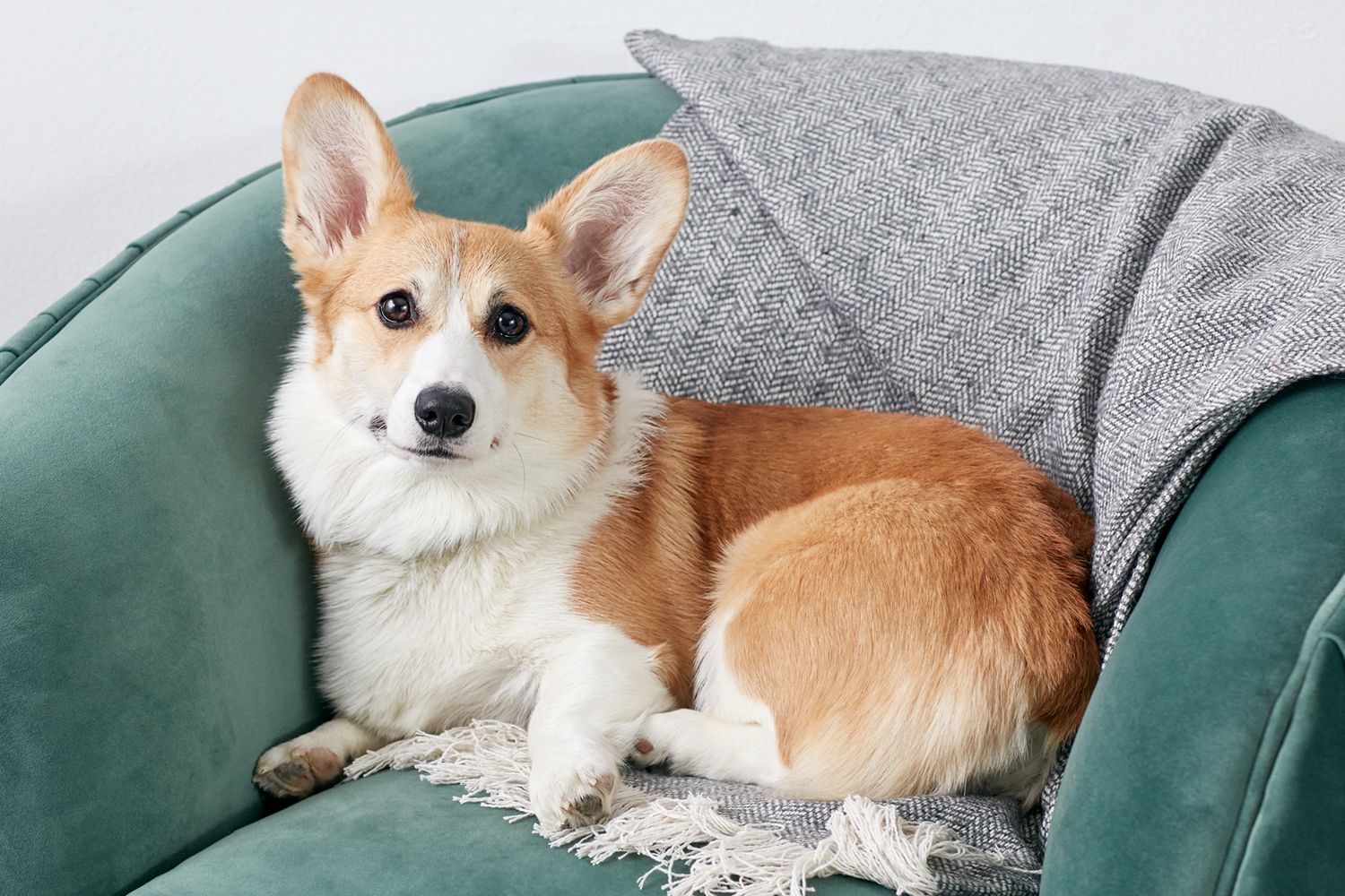 25 Cutest Dog Breeds to Keep as Pets