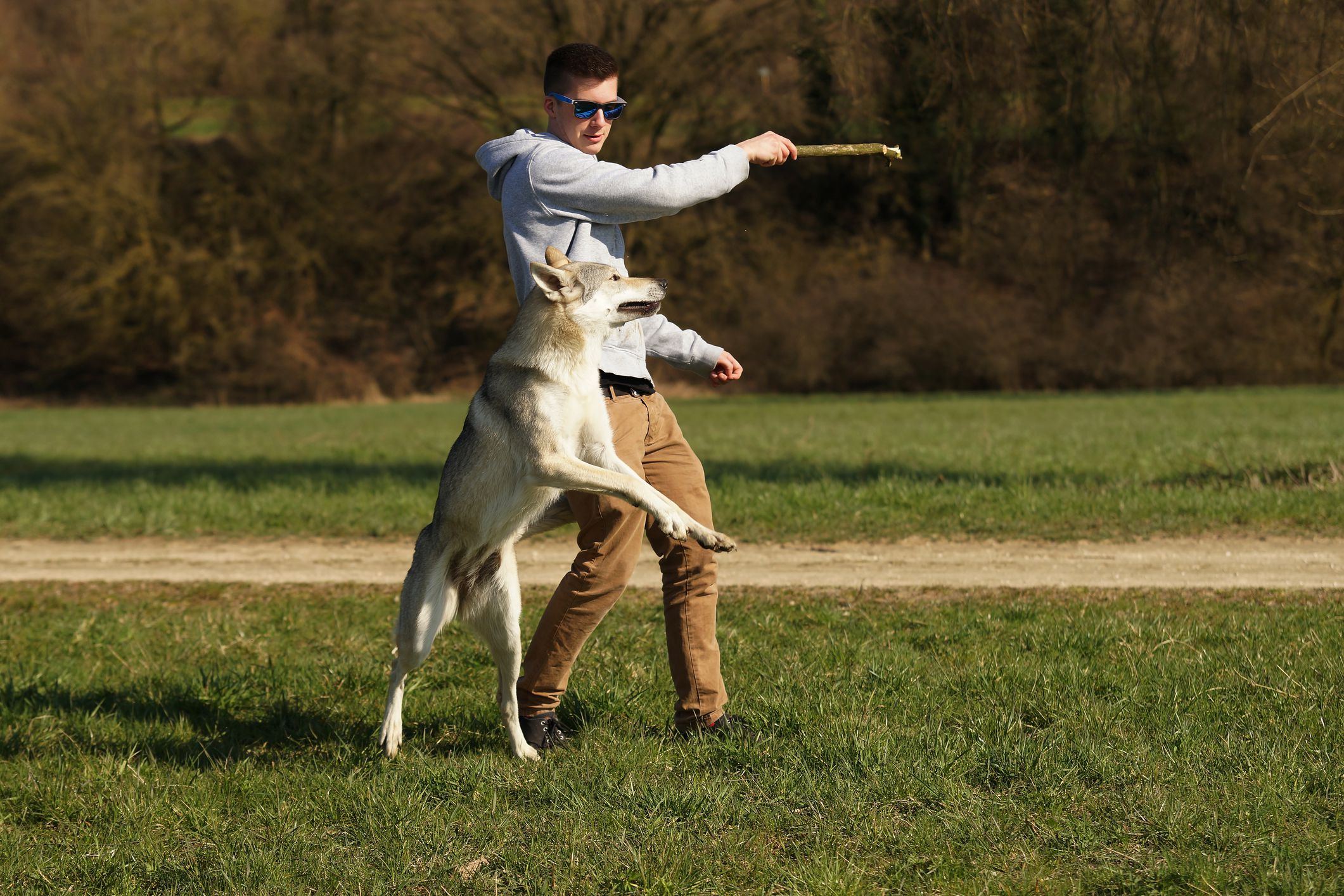 Do Wolf Dogs Make Good Pets?